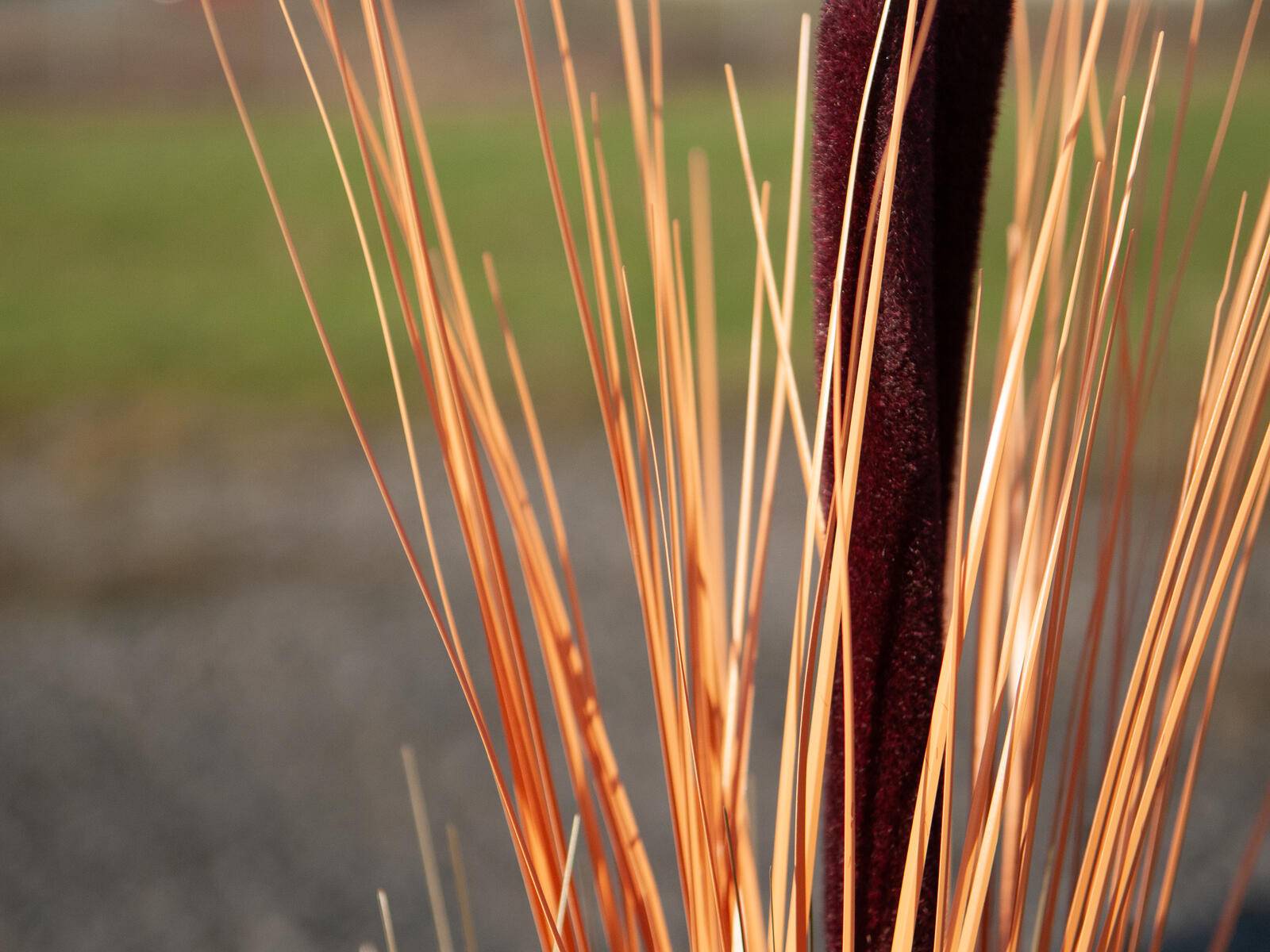 EUROPALMS Schilfgras mit Kolben, künstlich, hellbraun, 152cm