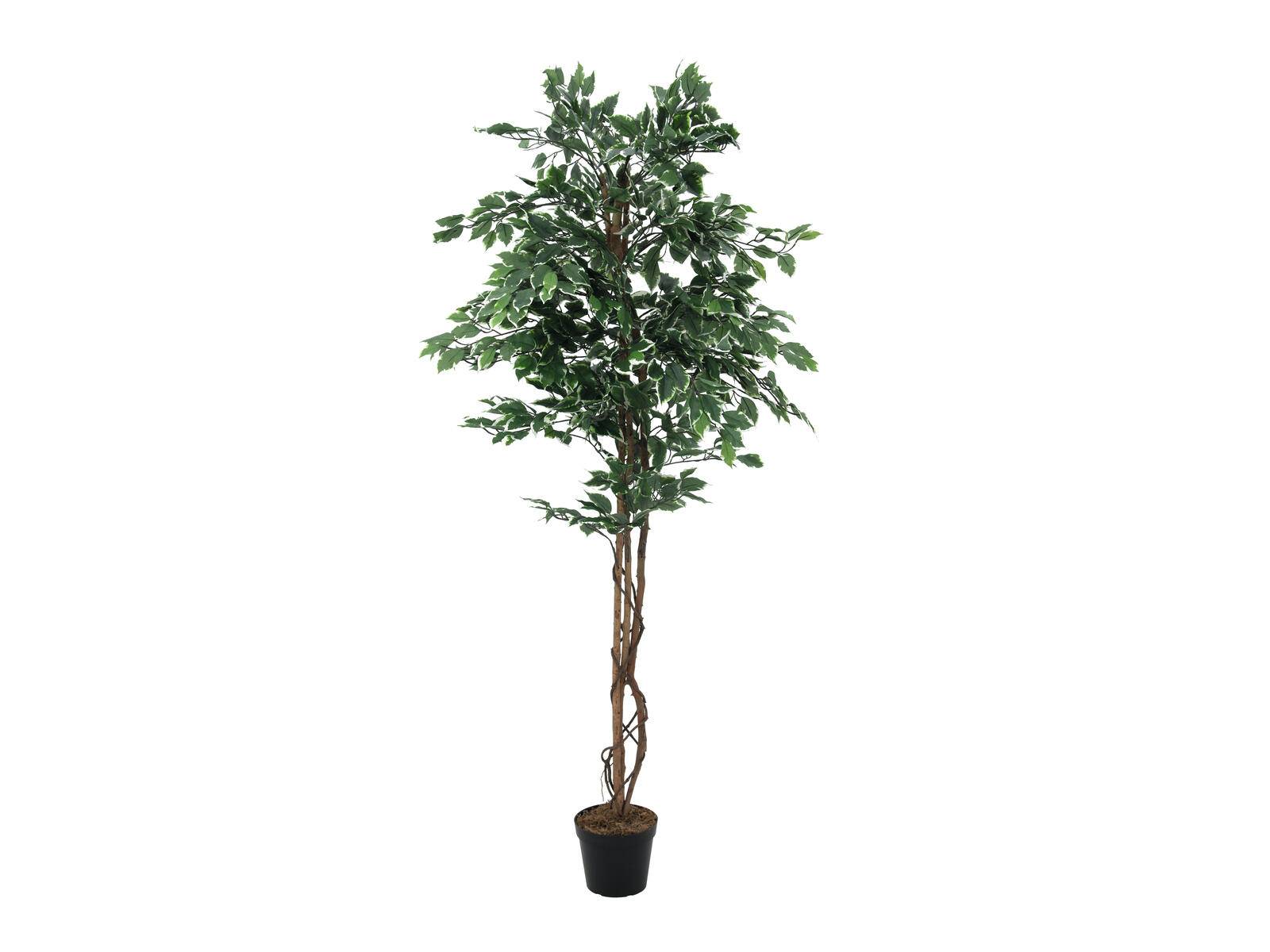 EUROPALMS Silberficus-Benjamini, Kunstpflanze, 180cm
