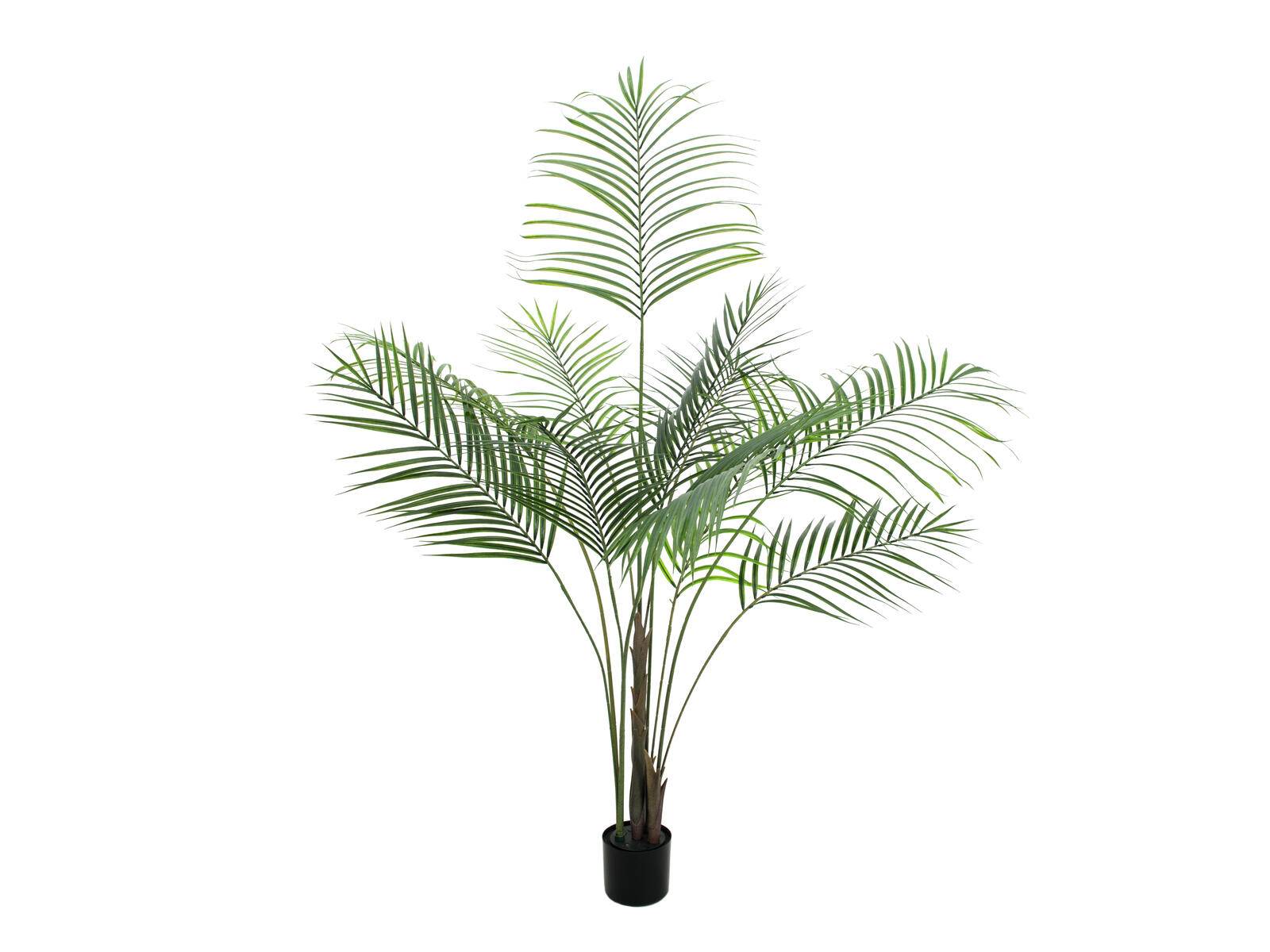 EUROPALMS Großblatt-Areca, Kunstpflanze, 185cm