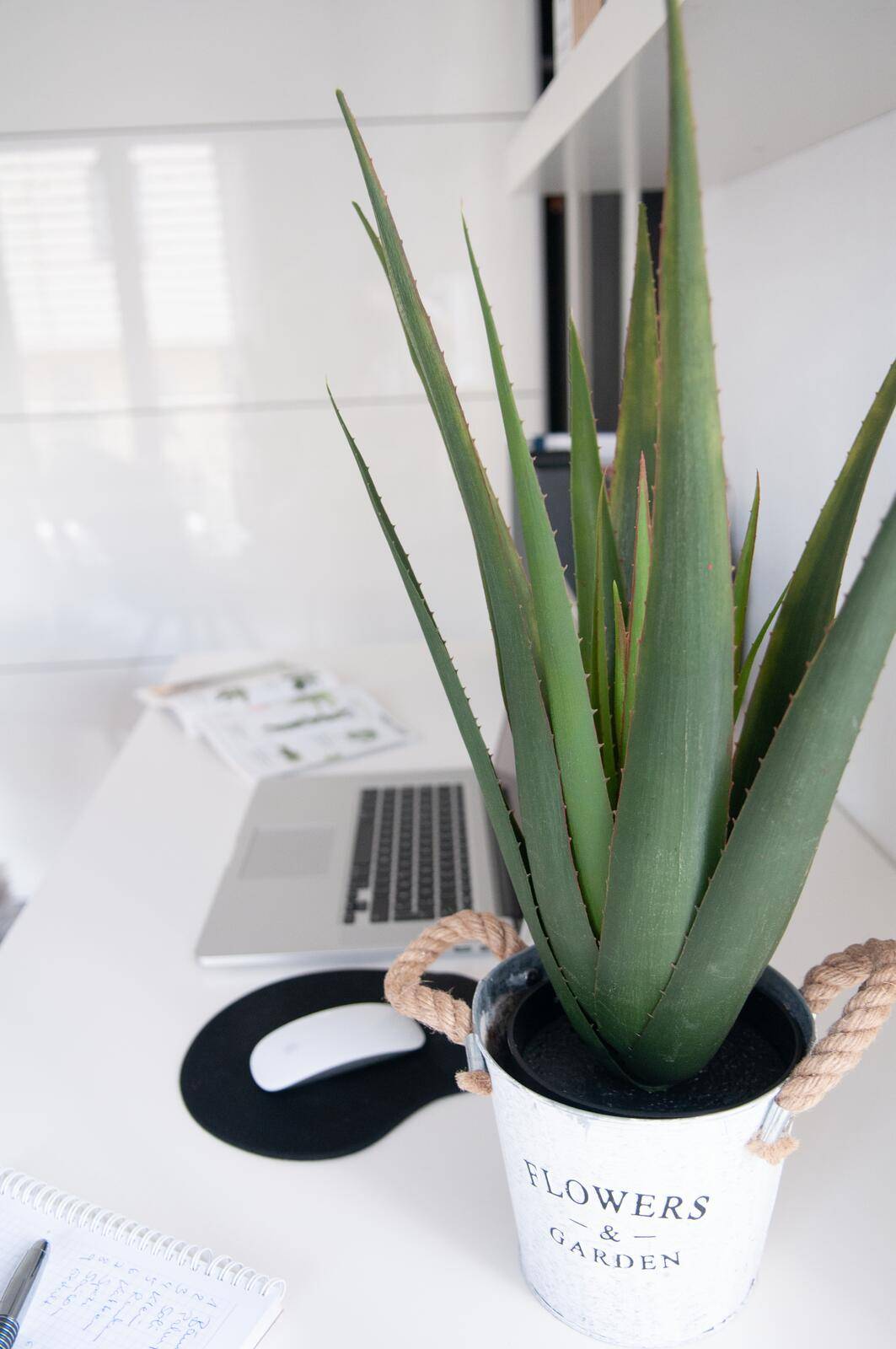 EUROPALMS Aloe-Vera Pflanze, Kunstpflanze, 60cm