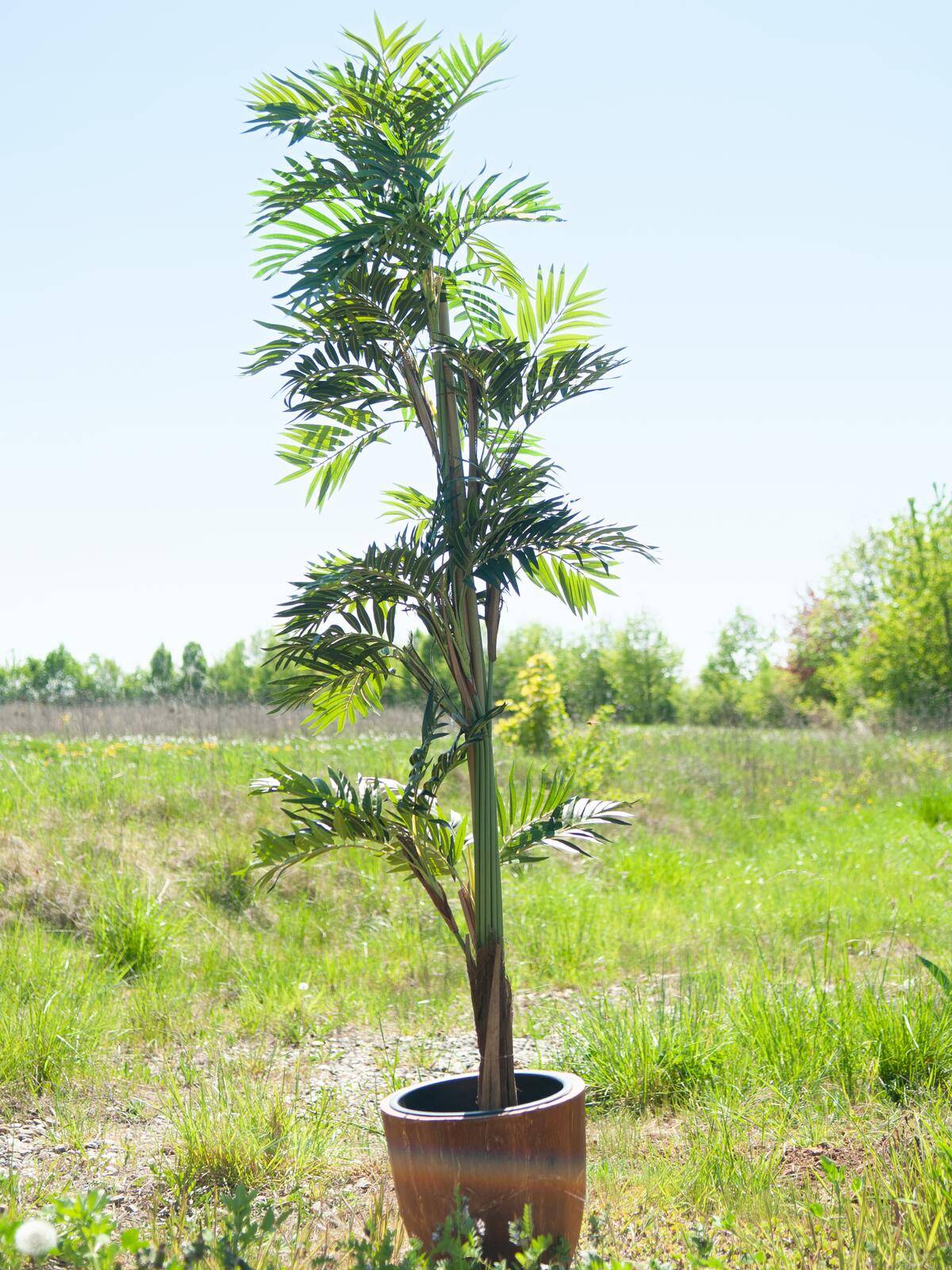 EUROPALMS Parlour Palme, Kunstpflanze, 150cm