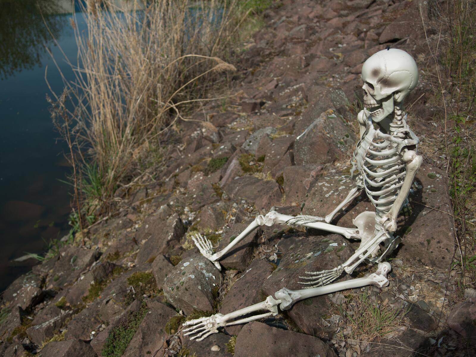 EUROPALMS Halloween Skelett, 150 cm