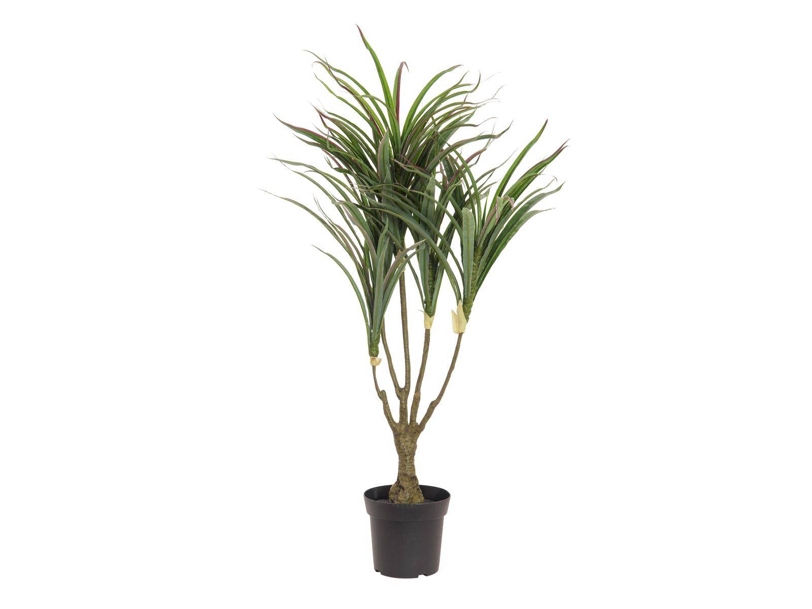 EUROPALMS Dracena, künstlich, grün-rot, 90cm