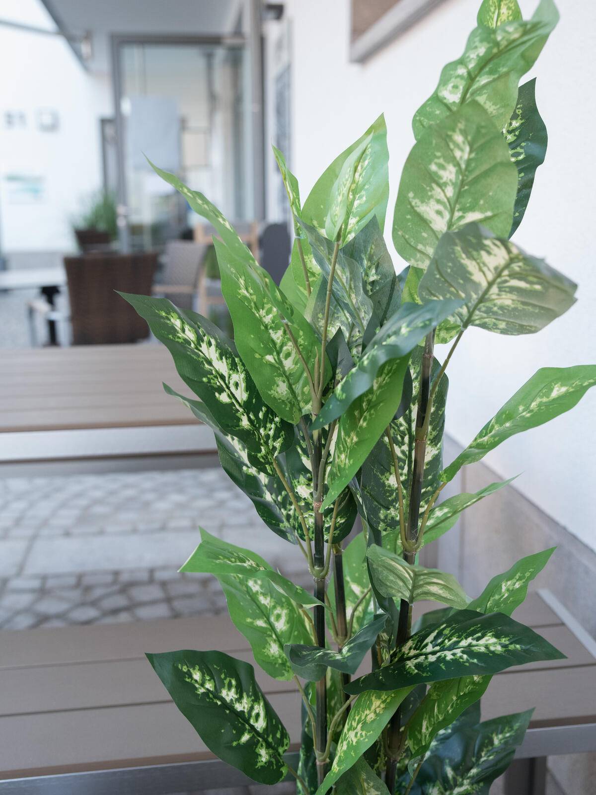 EUROPALMS Dieffenbachia, künstlich, 120cm