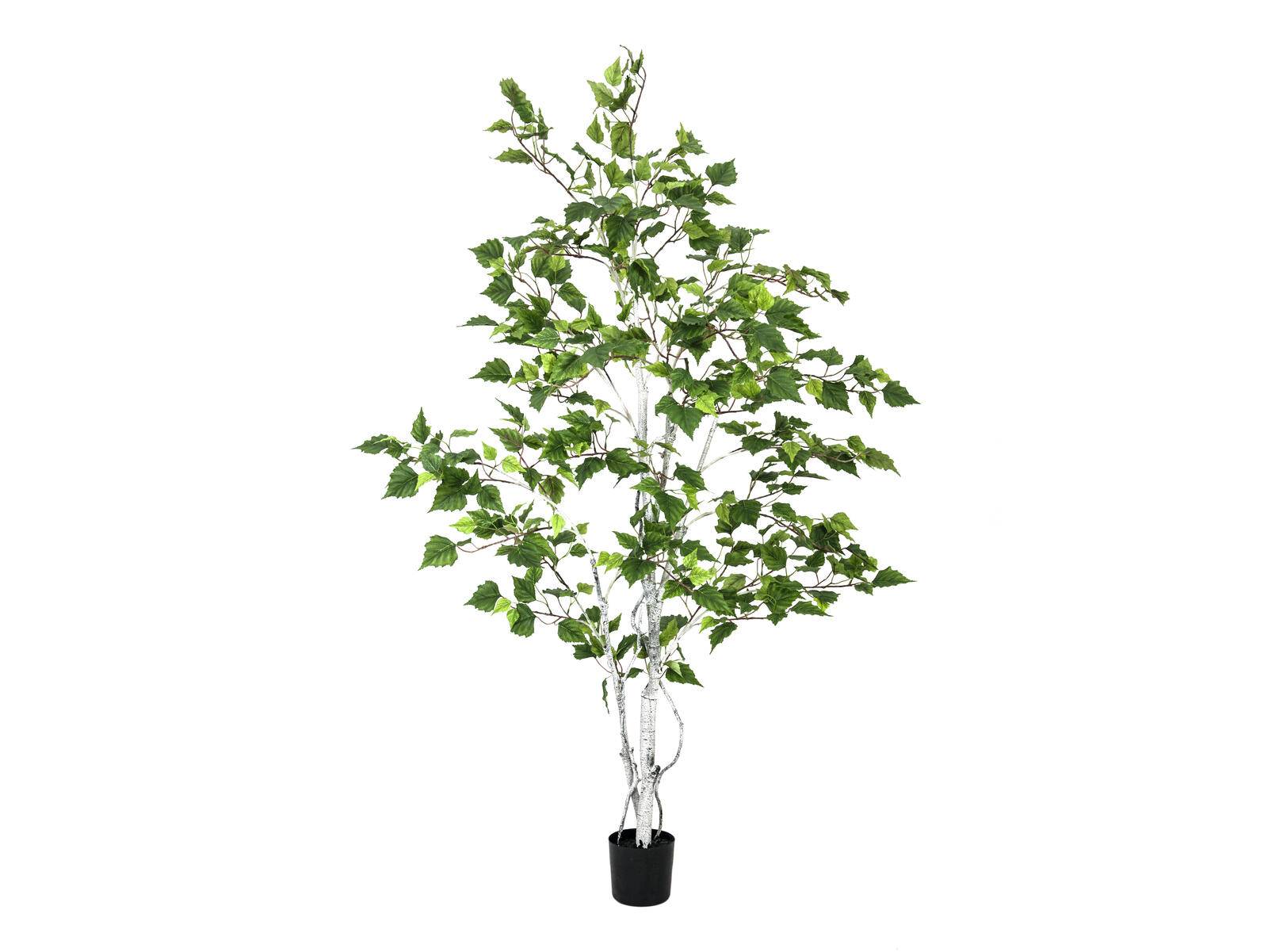 EUROPALMS Birkenbaum, Kunstpflanze, 150cm