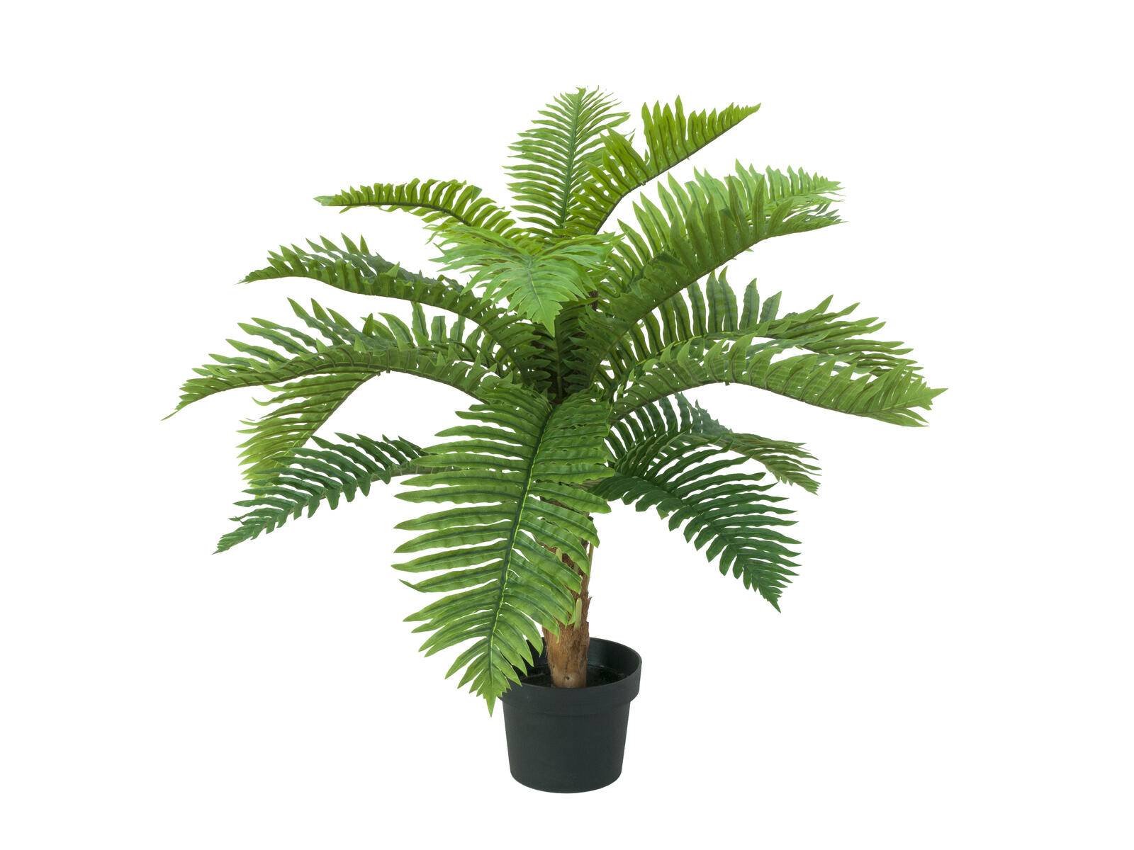 EUROPALMS Cycas Palme, Kunstpflanze, 70cm