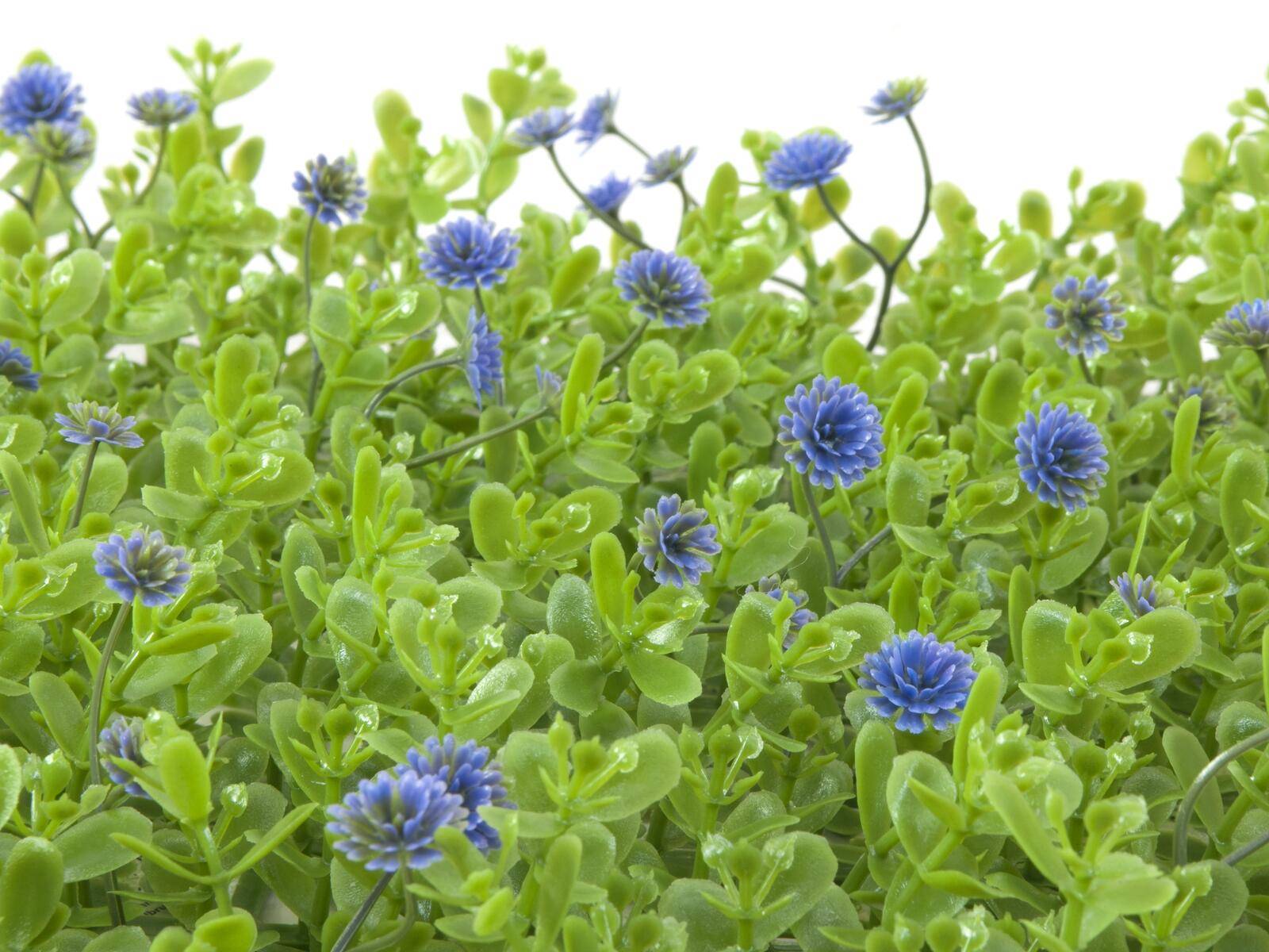 EUROPALMS Buchsmatte, künstlich, grün-lila, 25x25cm