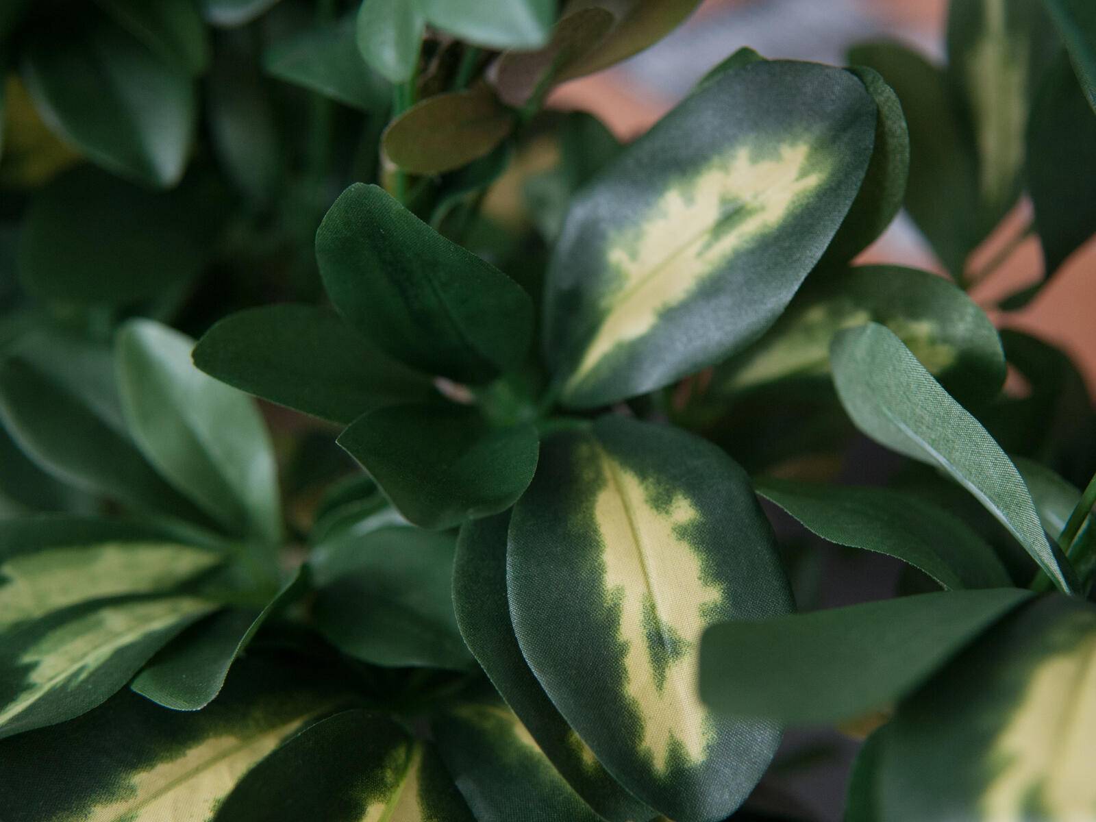 EUROPALMS Schefflera, künstlich, 120cm