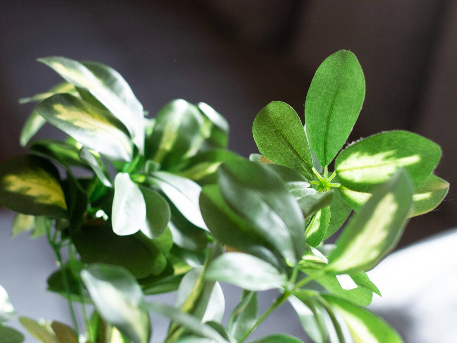 EUROPALMS Schefflera, künstlich, 120cm