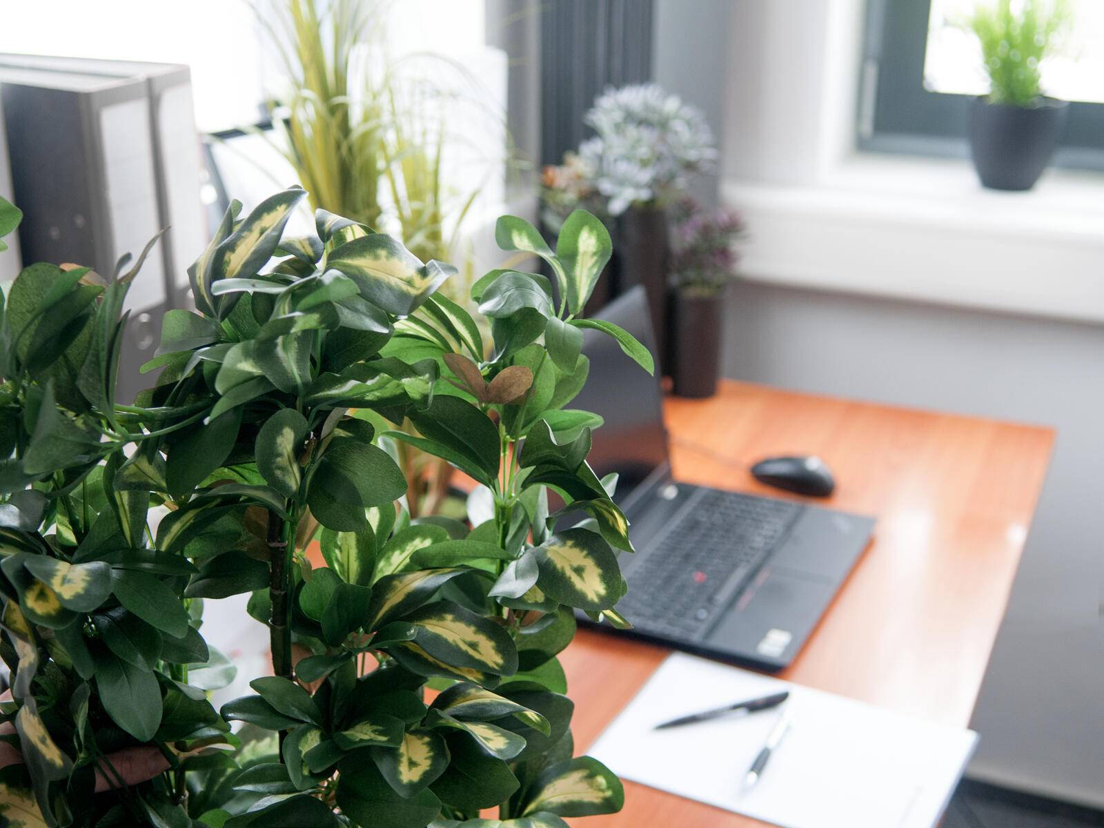 EUROPALMS Schefflera, künstlich, 120cm