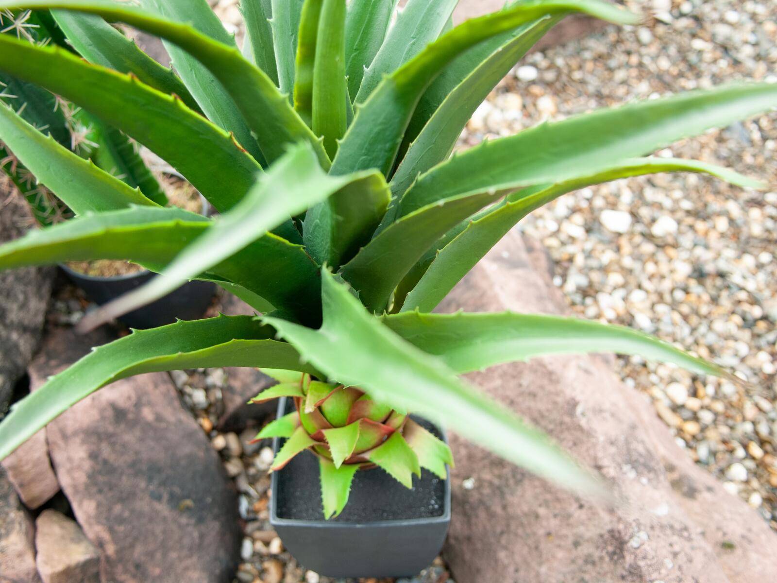 EUROPALMS Agave im Topf, Kunstpflanze, 75cm