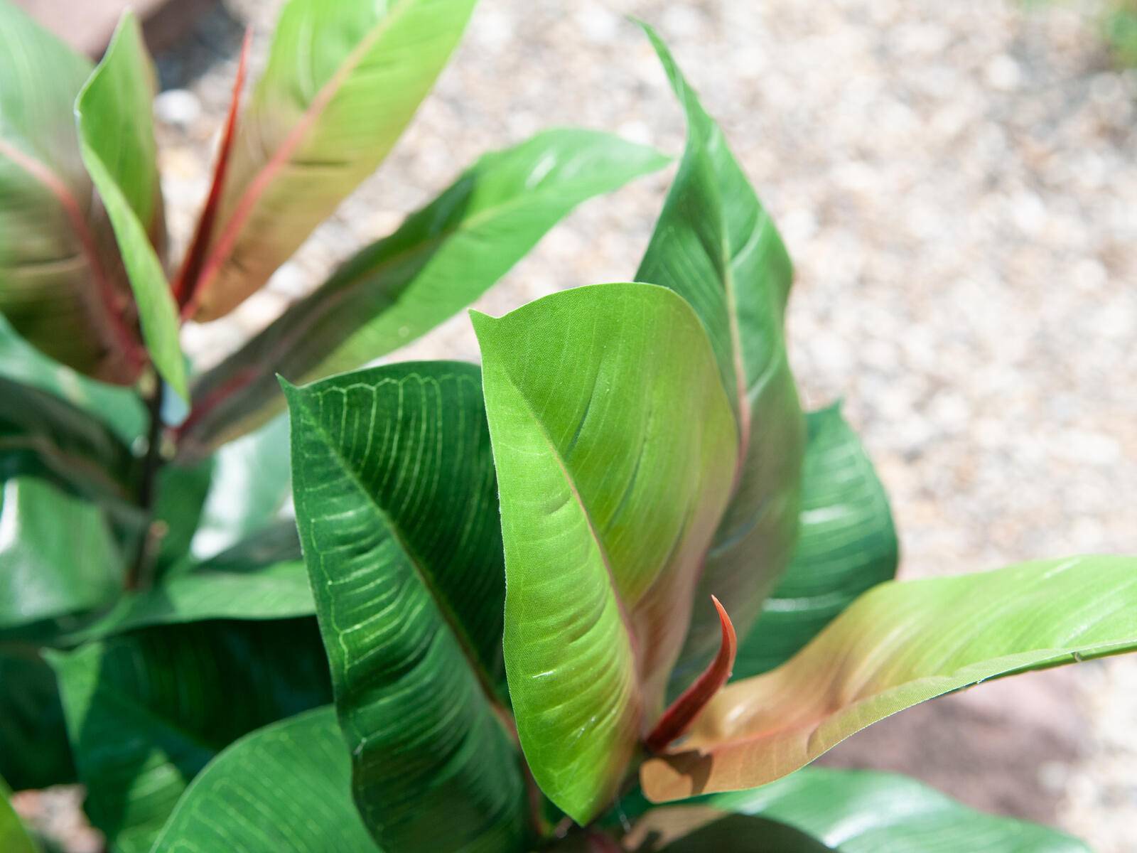 EUROPALMS Gummibaum, Kunstpflanze, 100cm