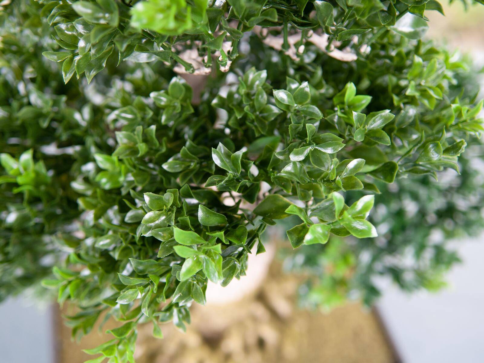 EUROPALMS Buchsbonsai, Kunstpflanze, 61 cm