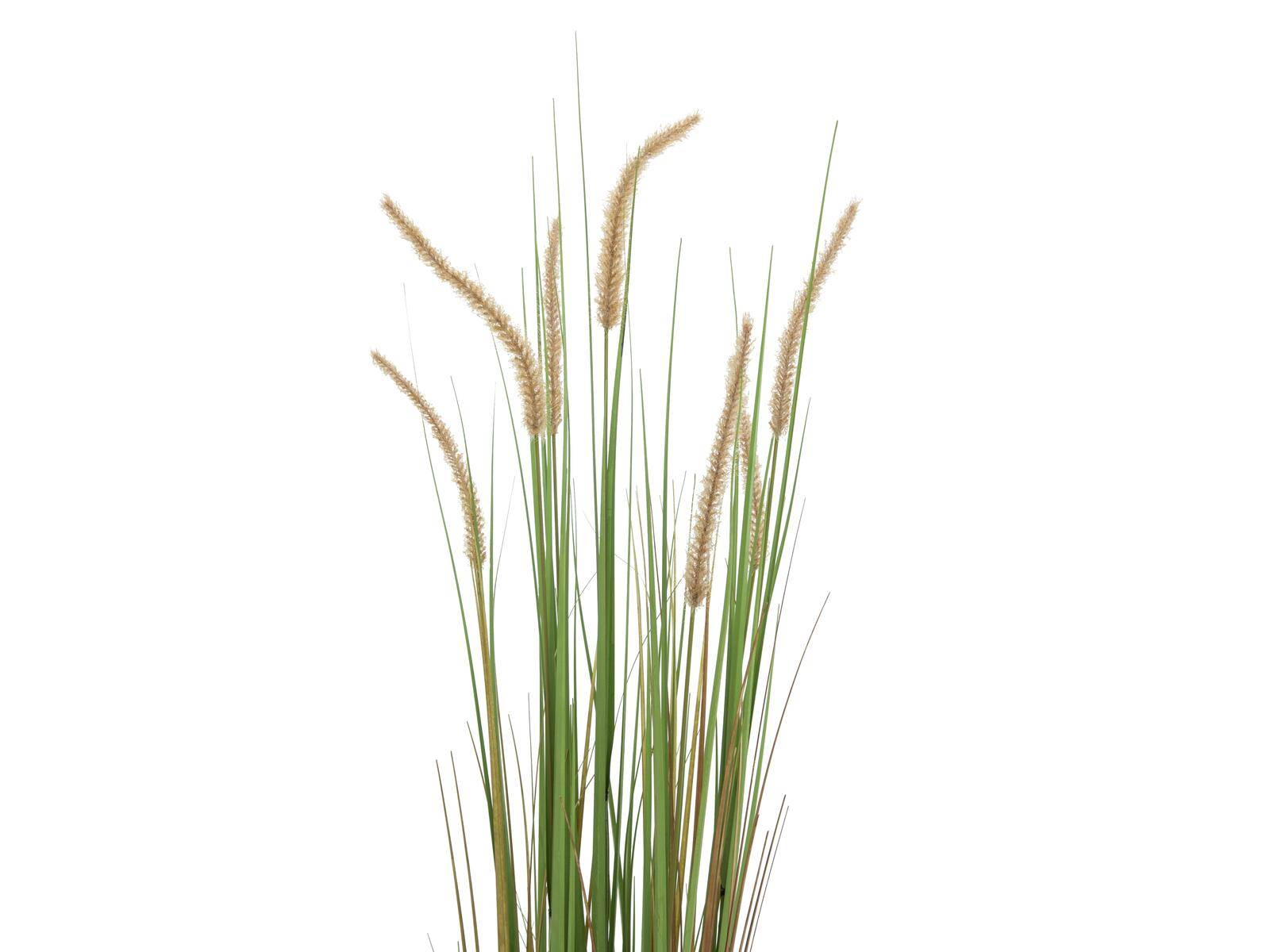 EUROPALMS Lampenputzergras, künstlich, 120cm