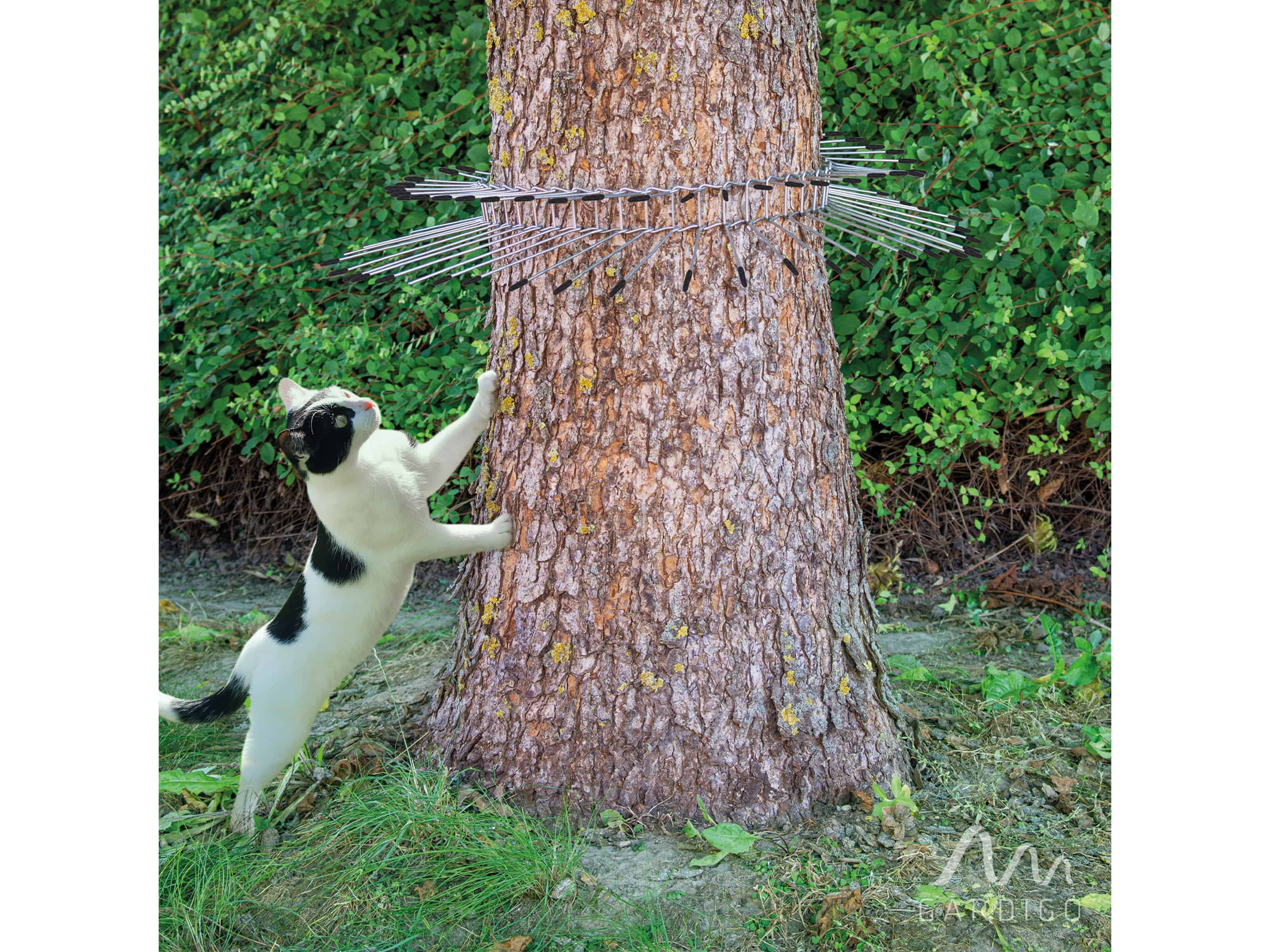 Eine schwarz-weiße Katze streckt sich hoch an einem Baum, dessen Stamm mit glänzenden Metallspitzen umgeben ist, in einer grasigen Außenanlage.