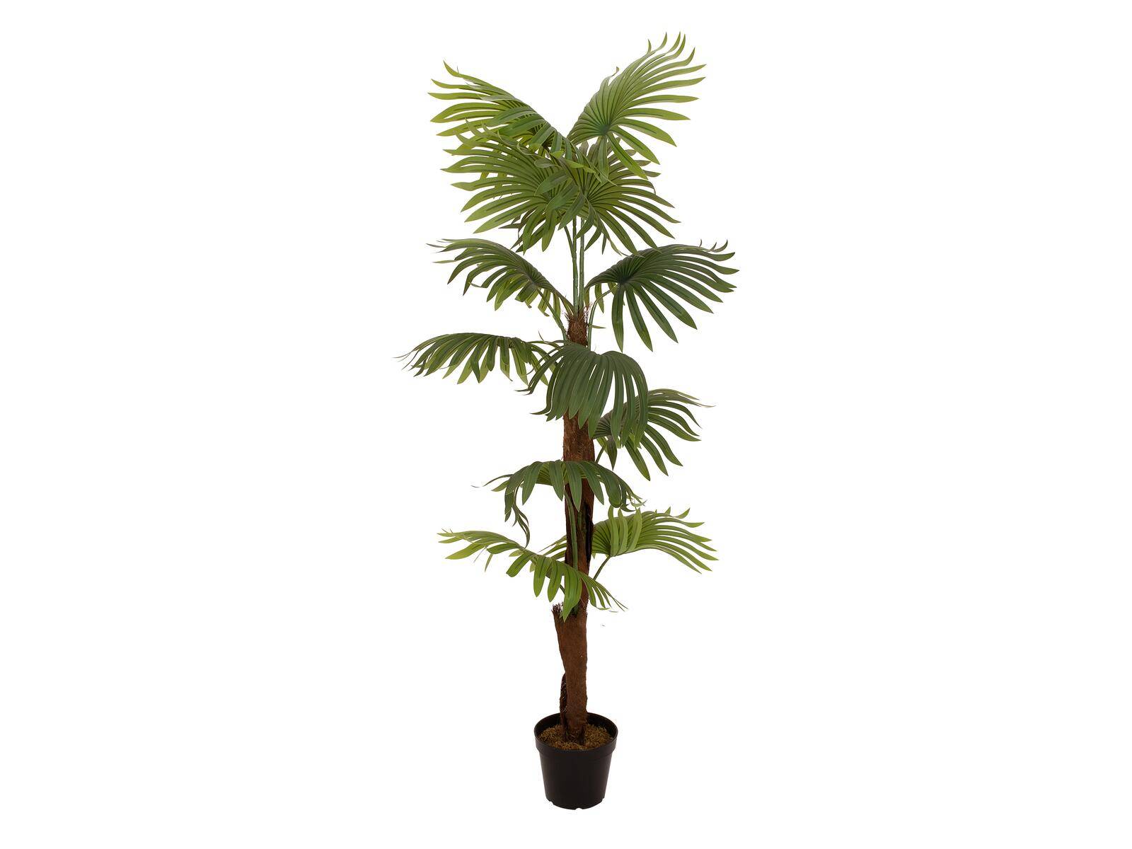 EUROPALMS Fächerpalme, Kunstpflanze, 155cm