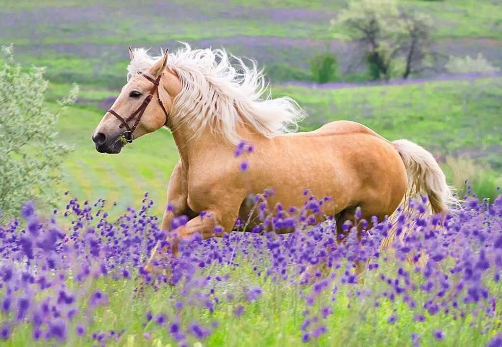 RAVENSBURGER Horse Love Puzzle 2x24 Teile