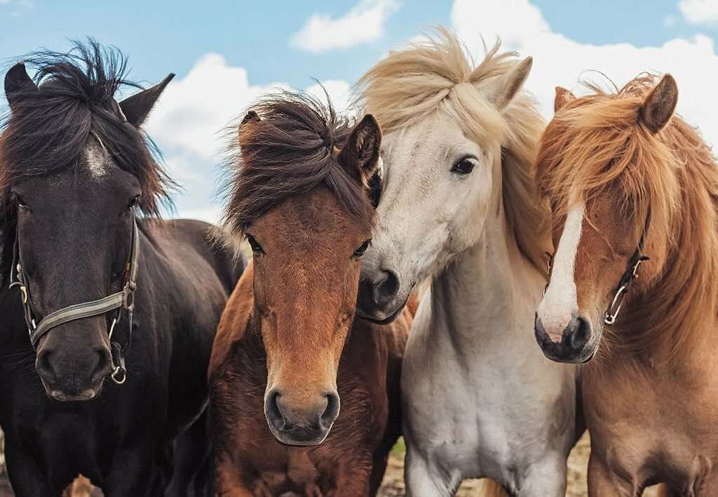 RAVENSBURGER Horse Love Puzzle 2x24 Teile