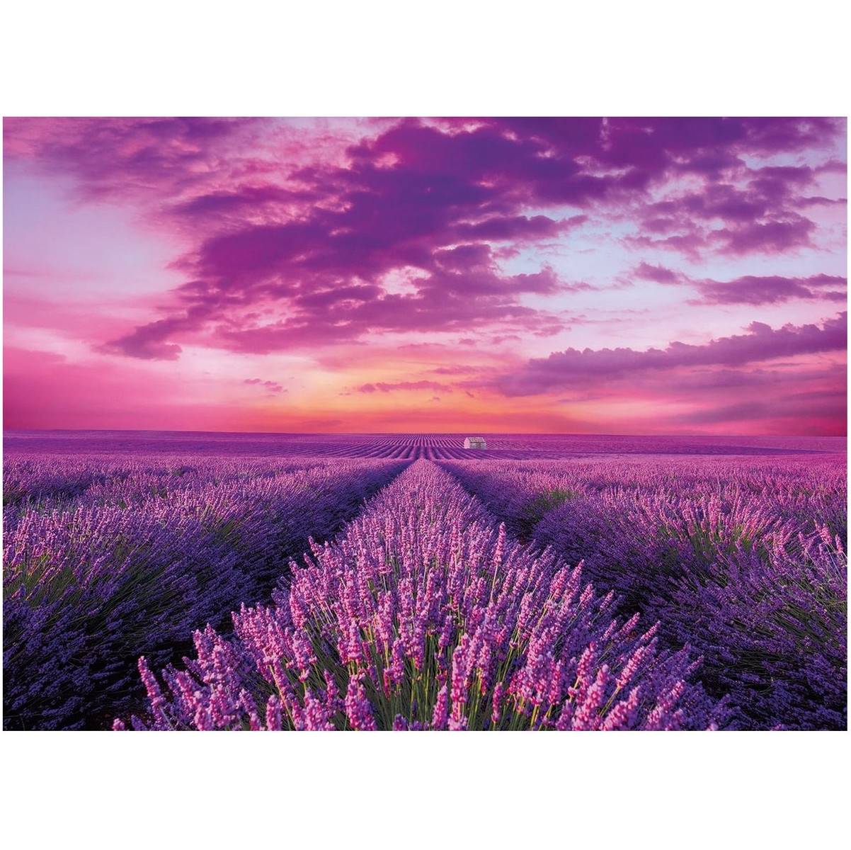 Clementoni 98450 - Puzzle - Lavendel Feld (1000 Teile) Puzzel Landschaft