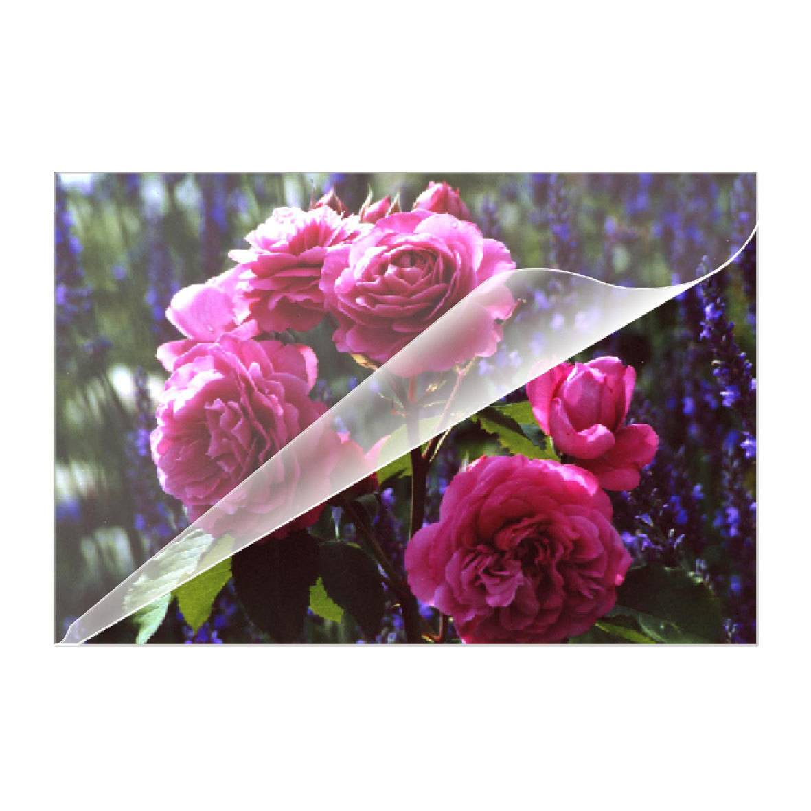 Rosa Rosen mit einem umgerollten Seitenwink-Effekt über einem unscharfen Blumenhintergrund.