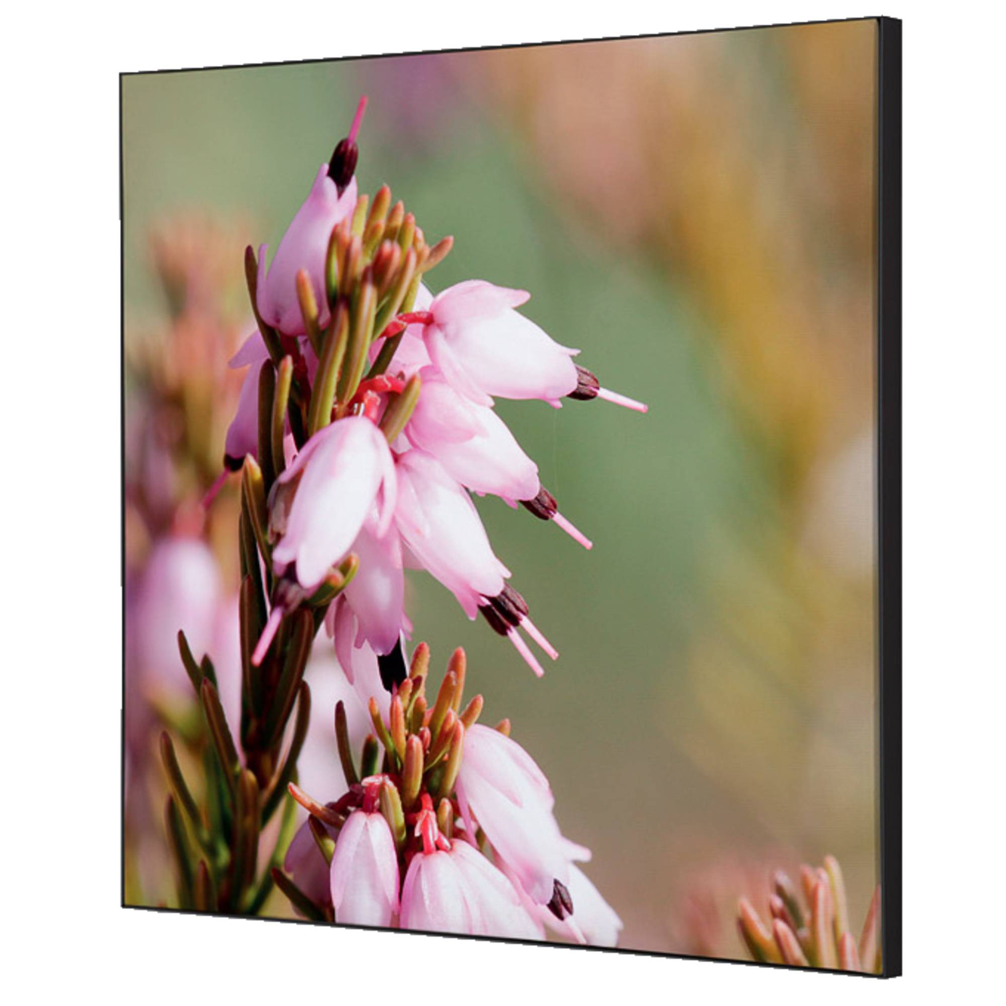 Showdown Wanddekoration Set 40x40cm Pinke Blume Erica