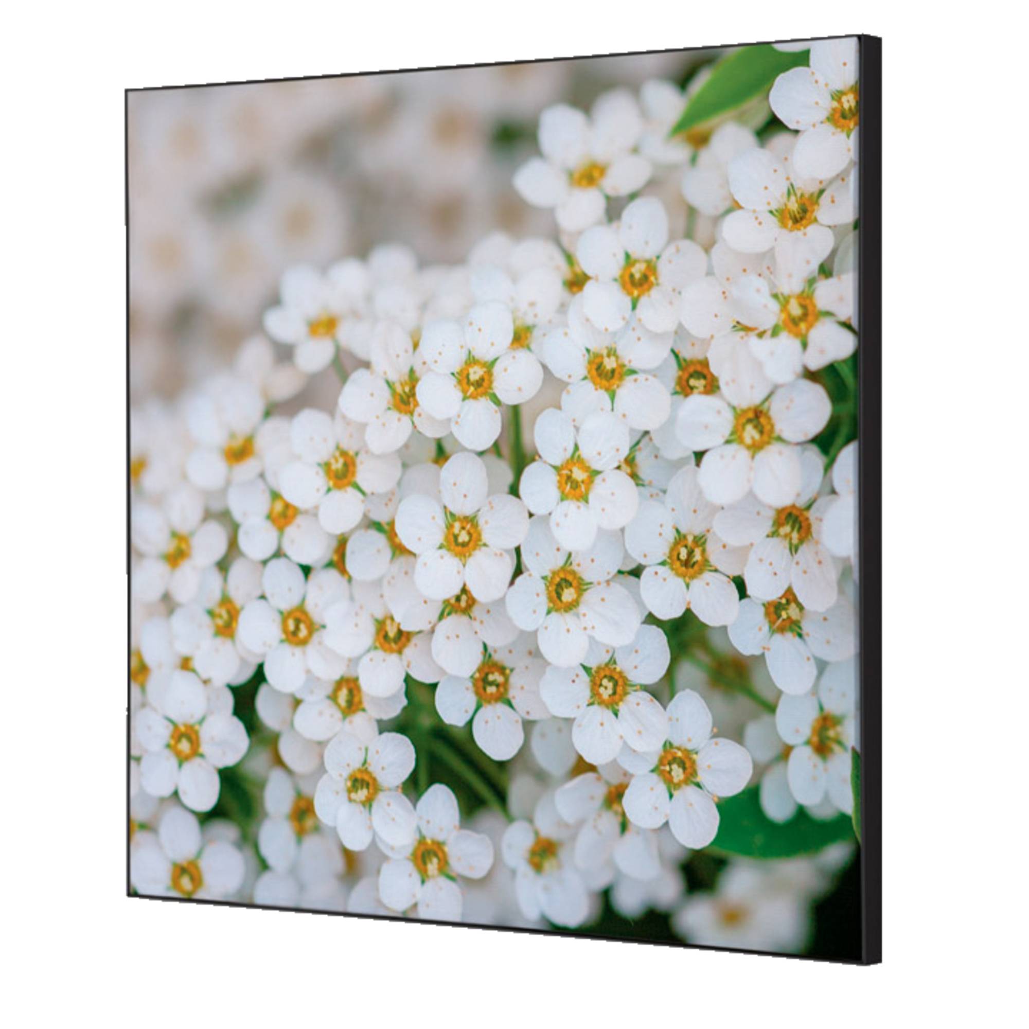 Showdown Wanddekoration Set 40x40cm Weiße Blume Spirea