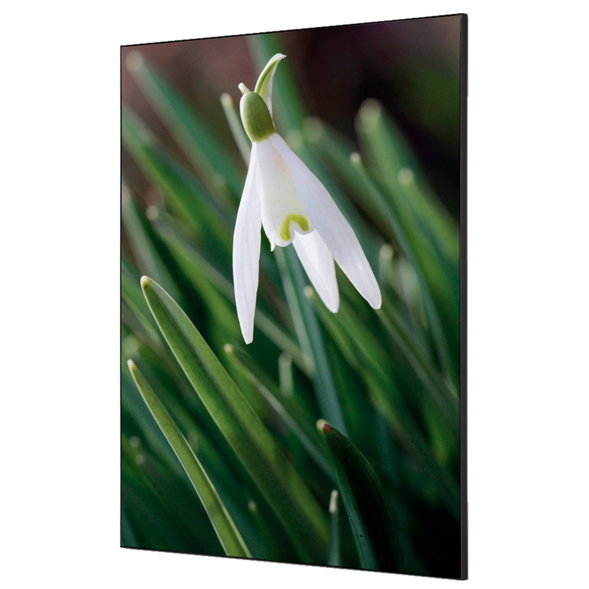 Showdown Spannstoff Wanddekoration - DIN A1 - Weiße Blume Schneeglöckchen - Schwarzer Rahmen