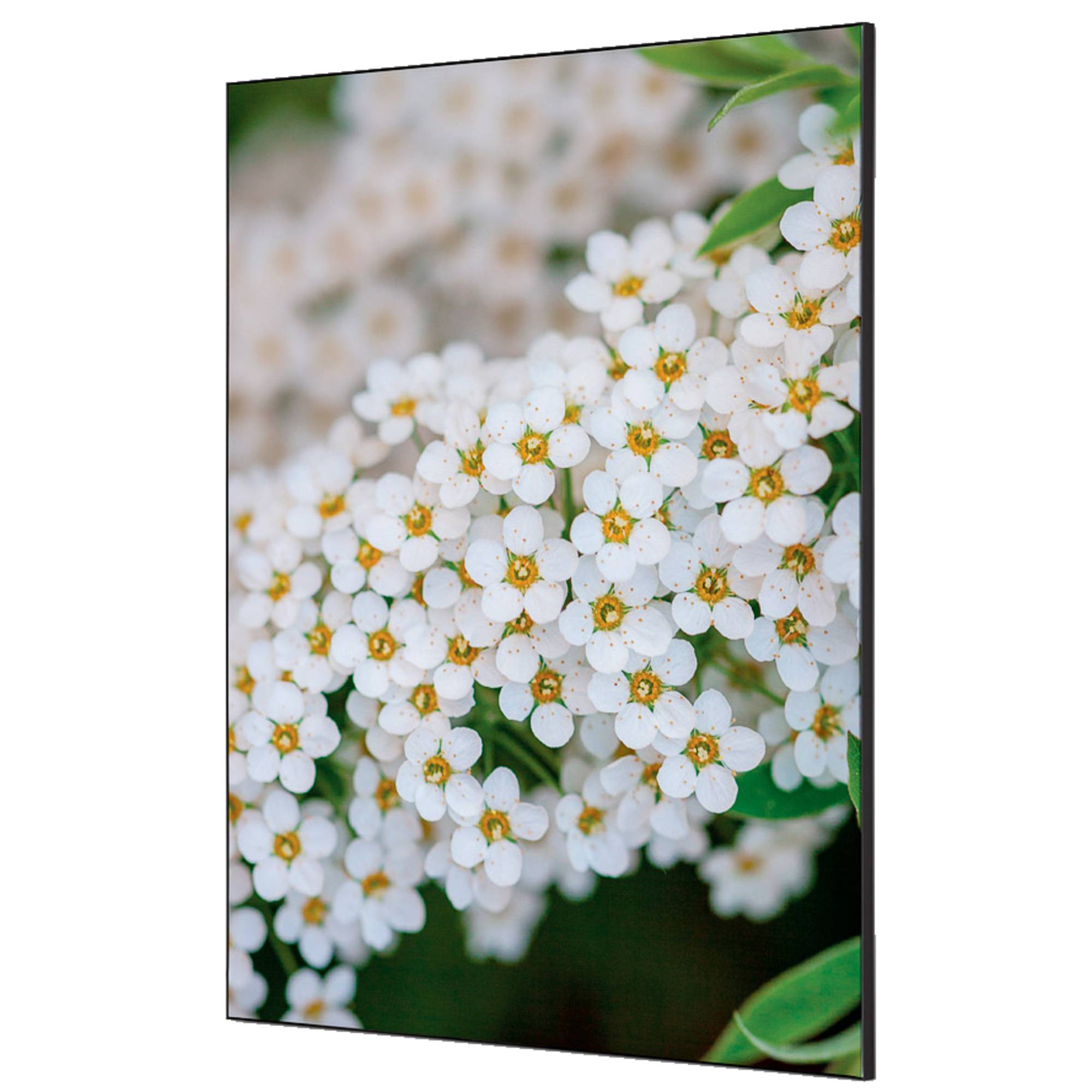 Showdown Spannstoff Wanddekoration - Set DIN A1 - Weiße Blume Spirea - Schwarzer Rahmen