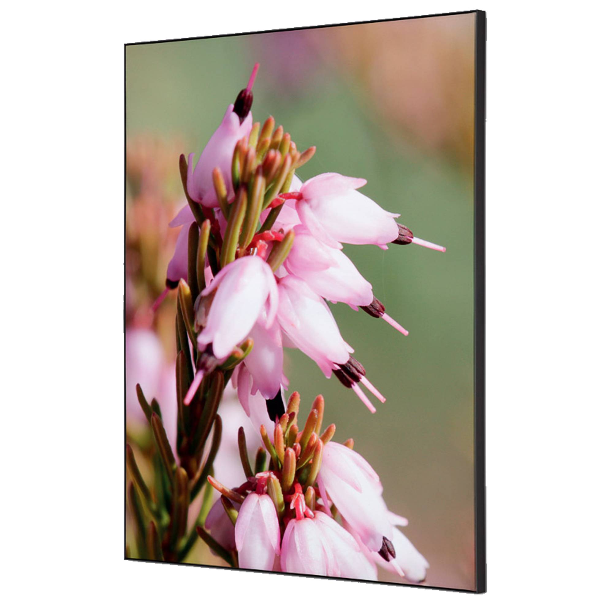 Showdown Wanddekoration Set A2 Pinke Blume Erica