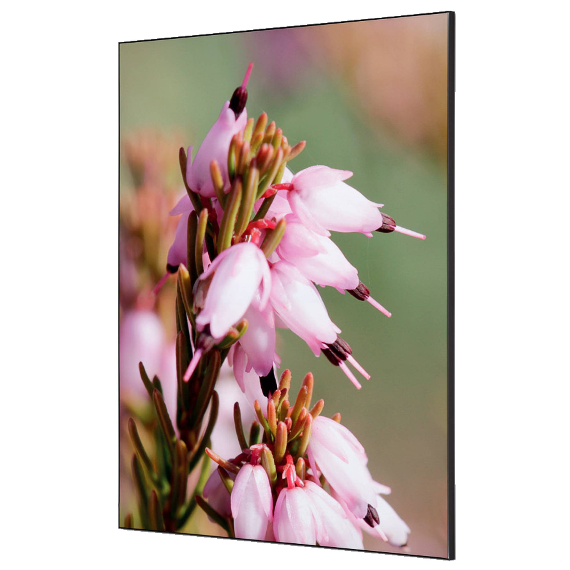 Showdown Spannstoff Wanddekoration - Set DIN A1 - Pinke Blume Erica - Schwarzer Rahmen