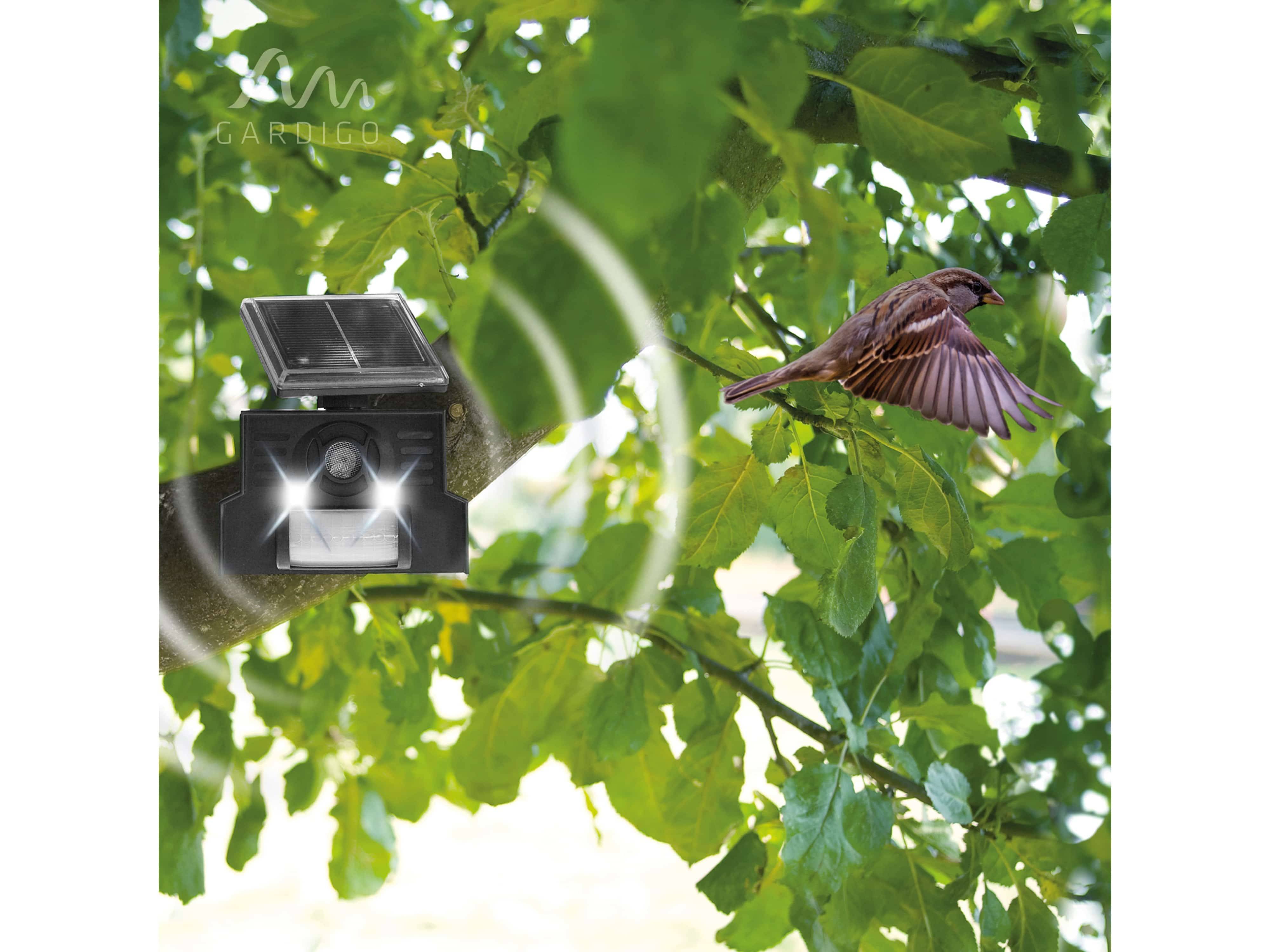 Ein kleiner Vogel flattert in der Nähe einer bewegungsaktivierte Lichterkamera, die an einem Ast umgeben von grünen Blättern befestigt ist.