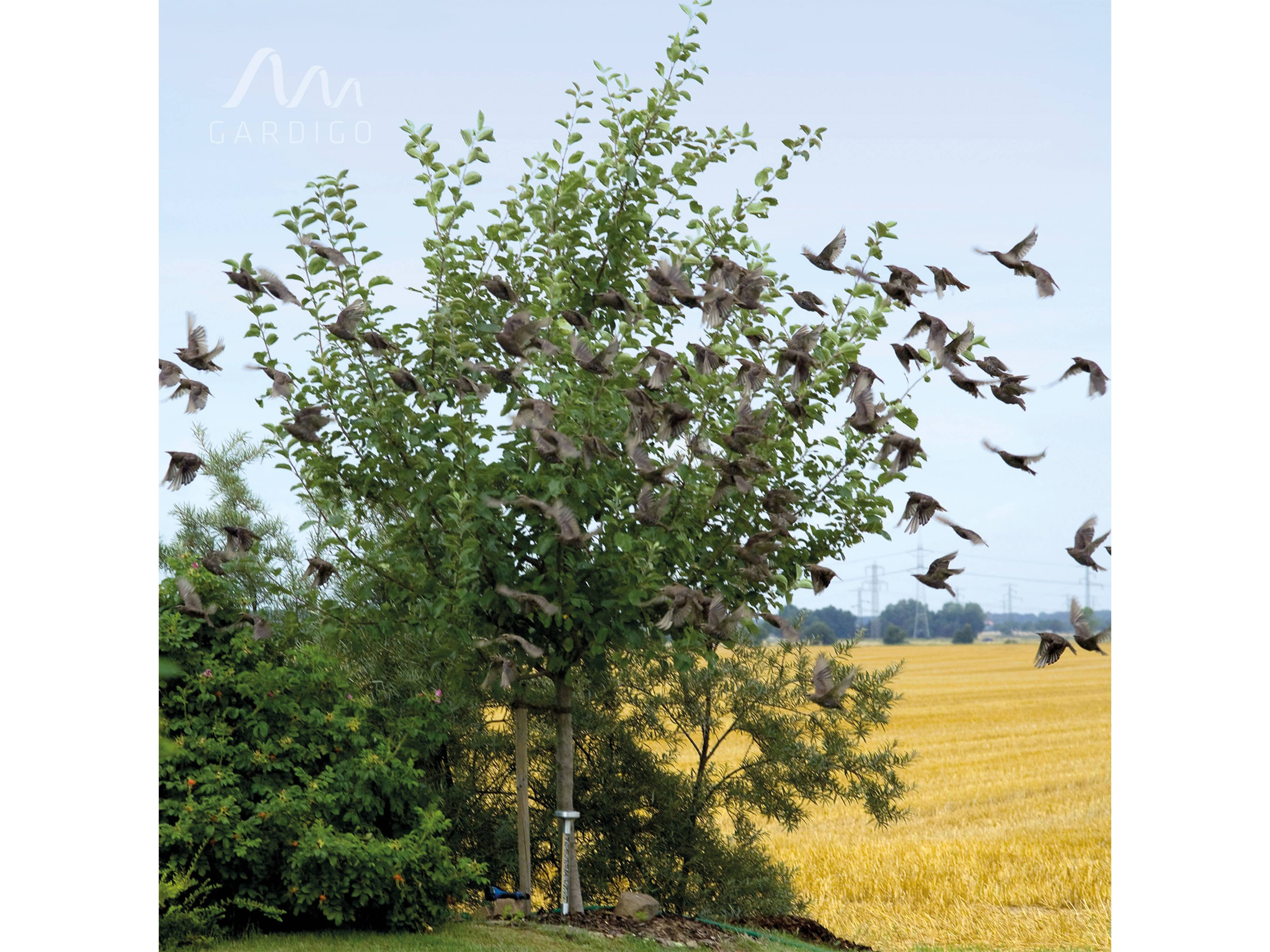 Ein Schwarm kleiner Vögel erhebt sich von einem belaubten Baum, vor einer Kulisse aus einem goldenen Feld und fernen Stromleitungen unter einem bewölkten Himmel.