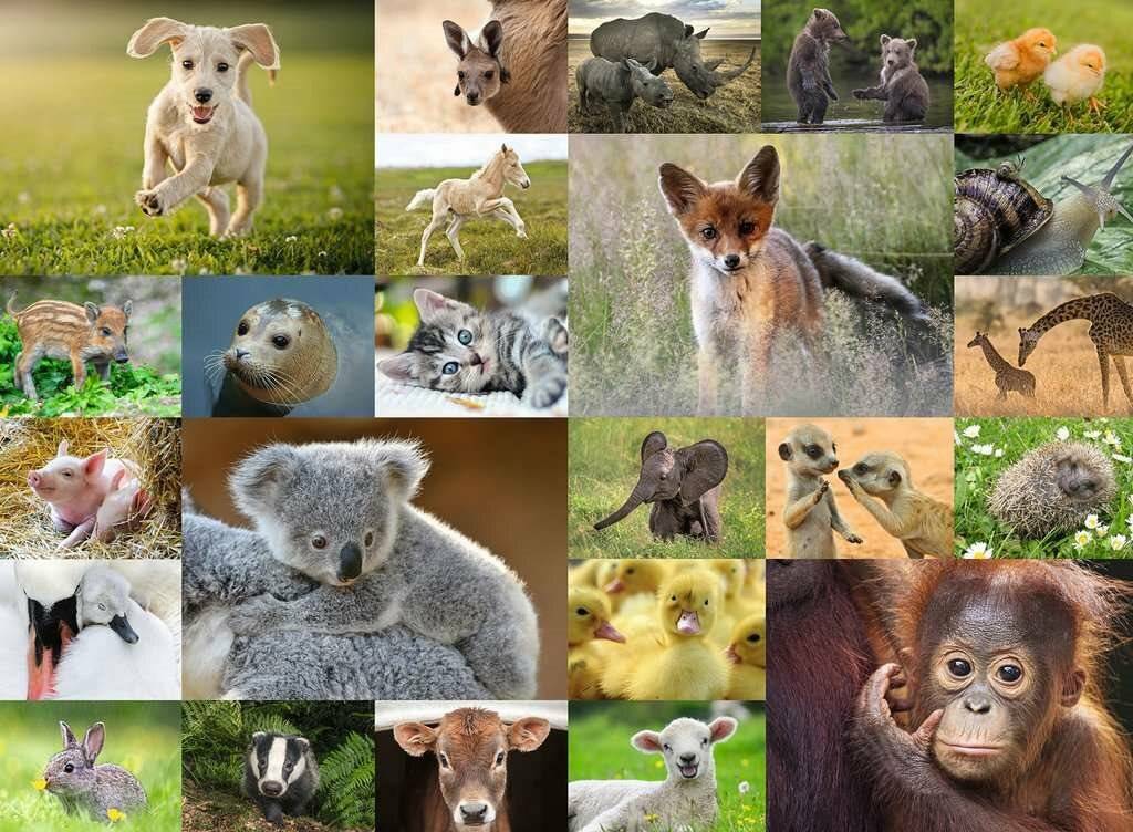 Ravensburger Puzzle Adorable Baby Animals, 200pcs. XXL
