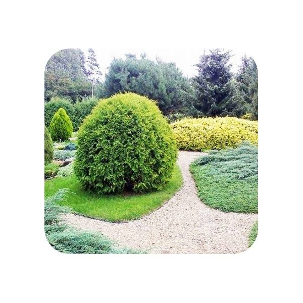 20er Set Ultra Starke Alu Rasenkanten 14cm x 1m (20m lang), Farbe:ohne Farbe