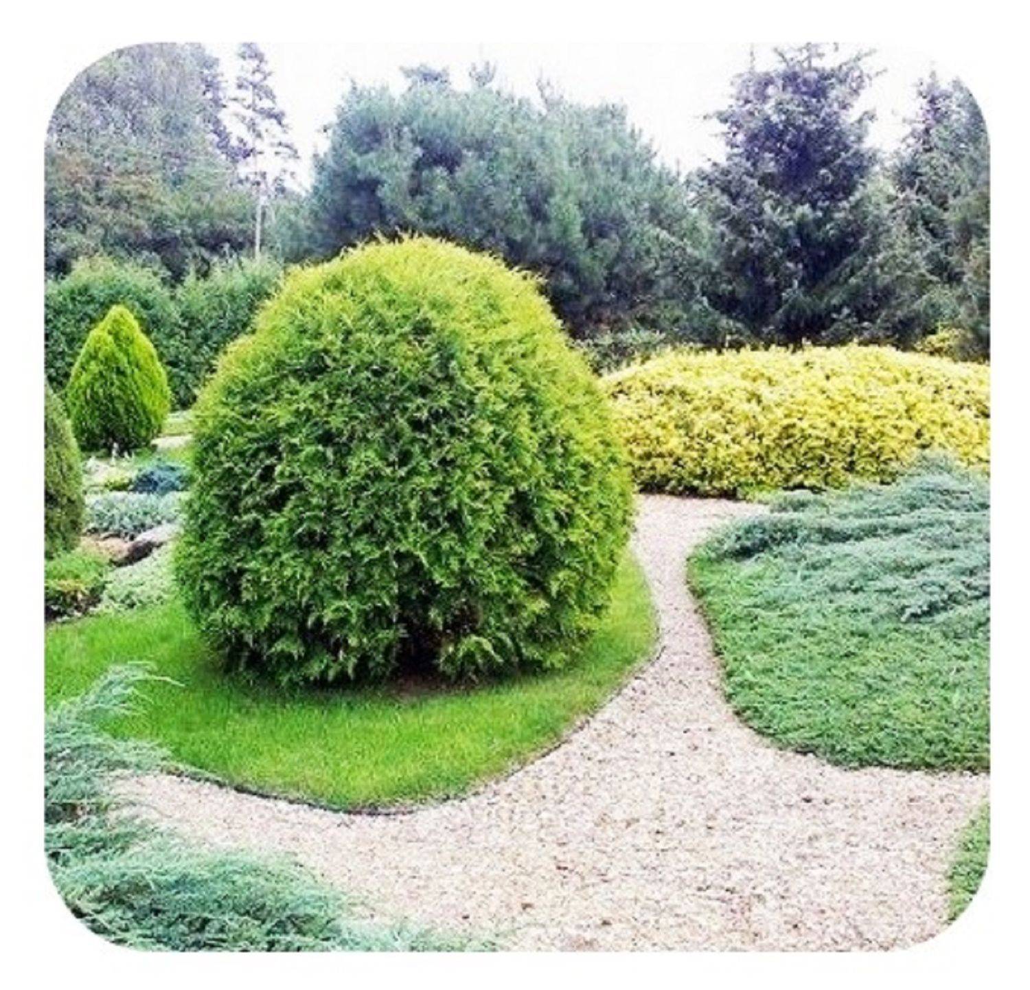 5er Set Rasenkantenband aus Kunststoff 10cm hoch 30m lang