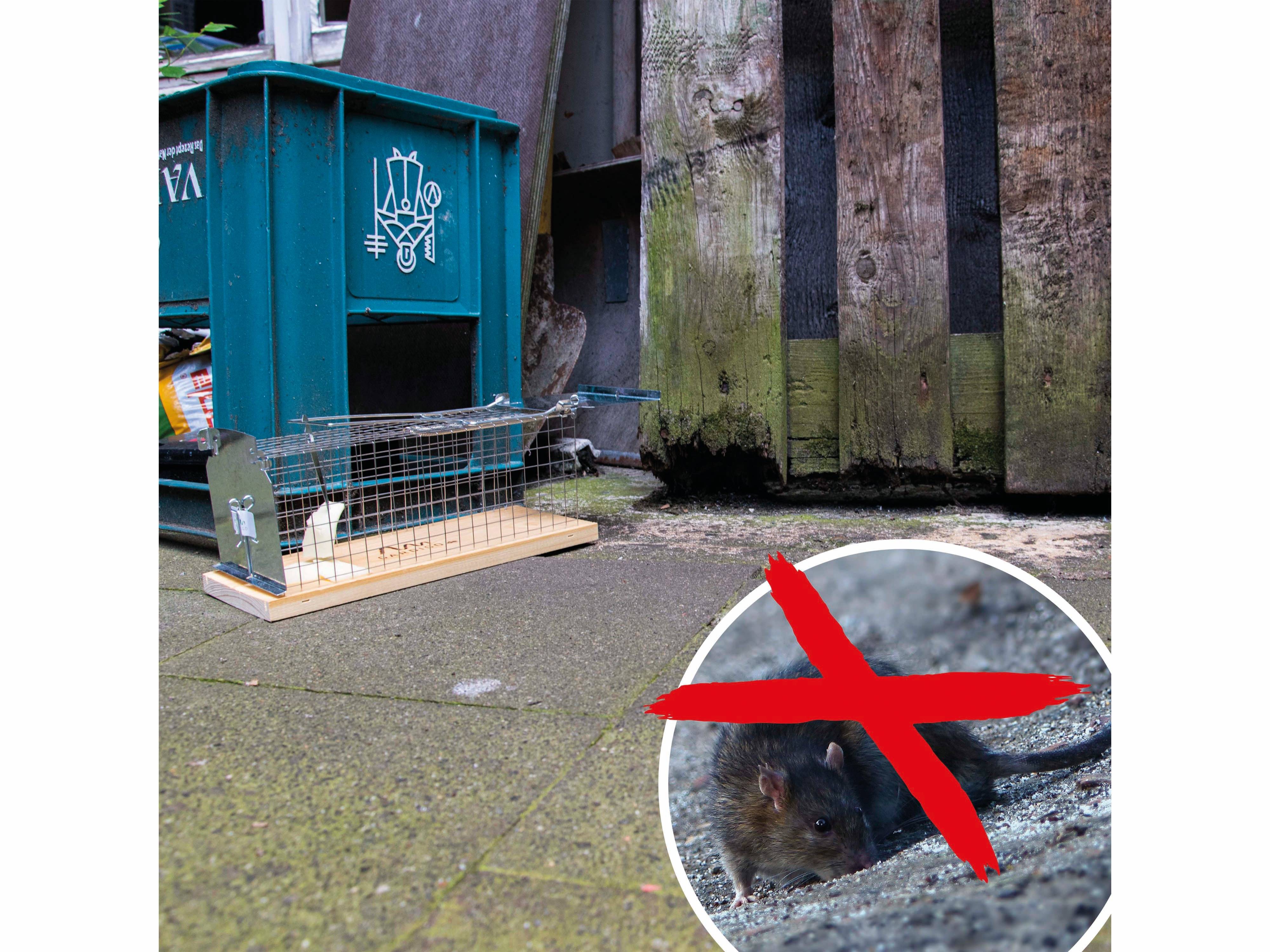 Eine Metallfalle für Nagetiere wird in der Nähe einer alten blauen Recyclingtonne und einem Holzzaun platziert, mit einem Foto einer Ratte, die mit einem roten 