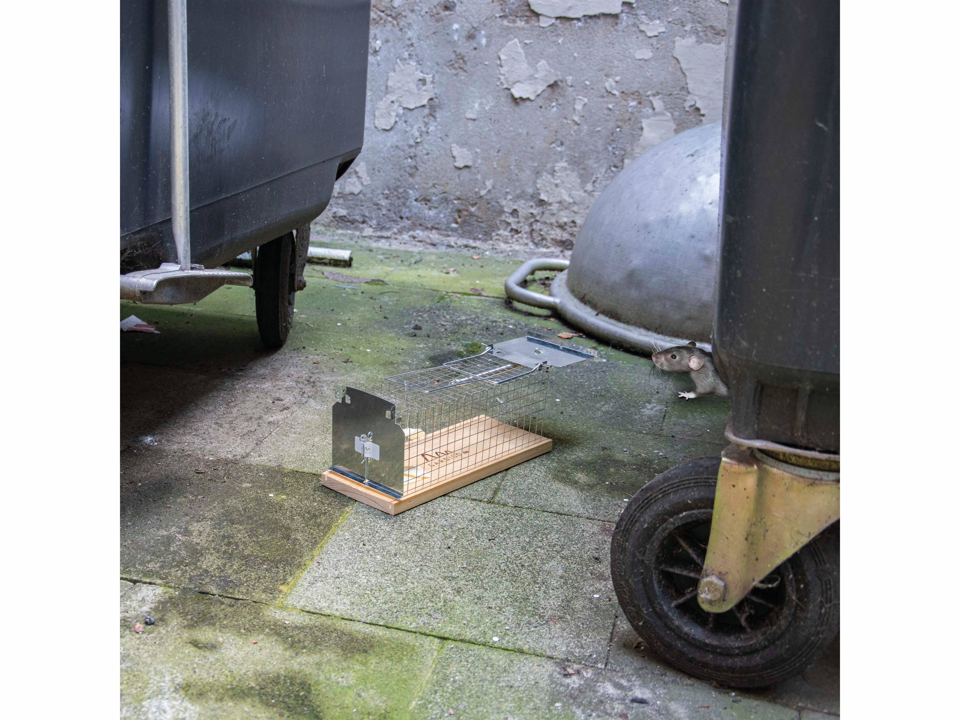 Eine tierfreundliche Tierfalle, die auf dem Boden zwischen zwei Müllcontainern in einer städtischen Umgebung platziert ist und Bemühungen zeigt, Tiere sicher einzufangen.