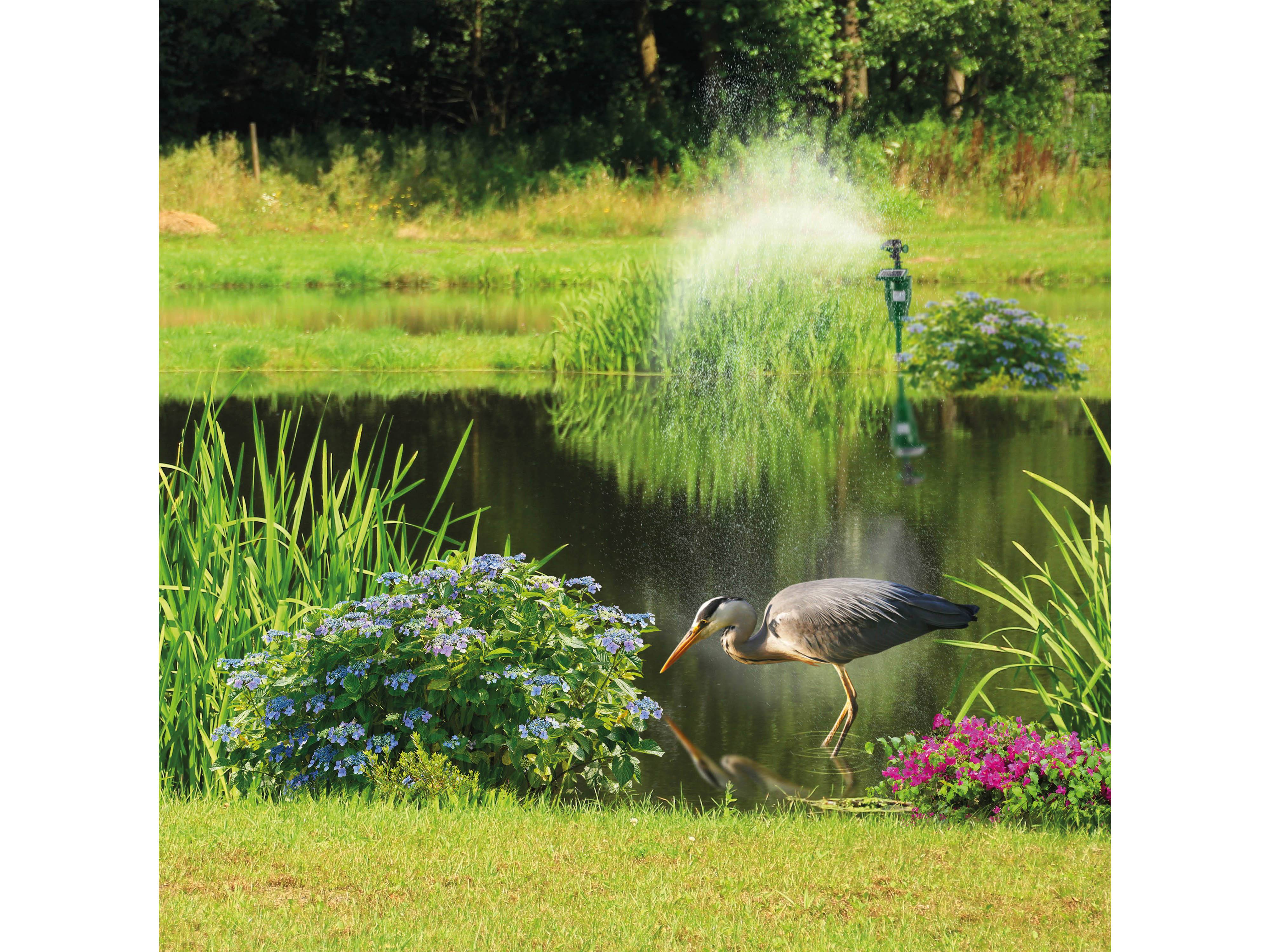 Ein Reiher steht neben einem Teich, umgeben von Grünpflanzen und Blumen, während im Hintergrund an einem sonnigen Tag ein Springbrunnen Wasser versprüht.