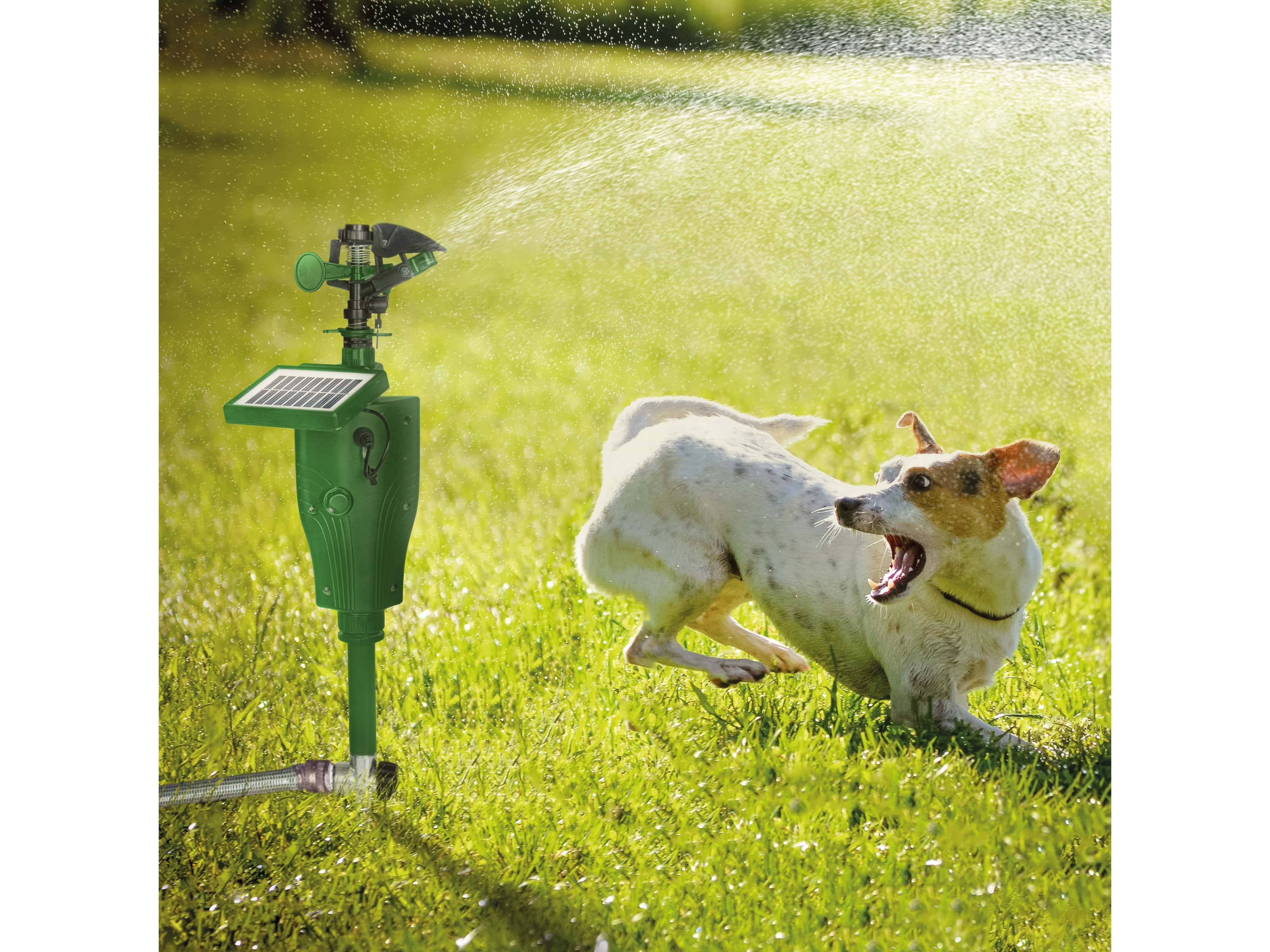 Ein Hund läuft spielerisch vor einem aktiven Rasensprenger in einem sonnendurchfluteten, grasbedeckten Garten davon.