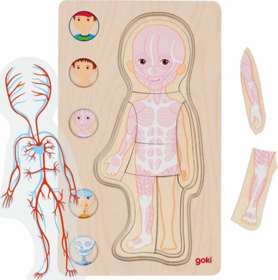 GOKI Mehrschichtiges Puzzle Menschlicher Kö rper Junge