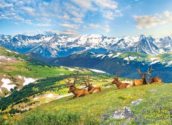 Eurographics 6000-5705 - Mountain Elks, Colorado USA, Bergelche, Puzzle, 1000 Teile