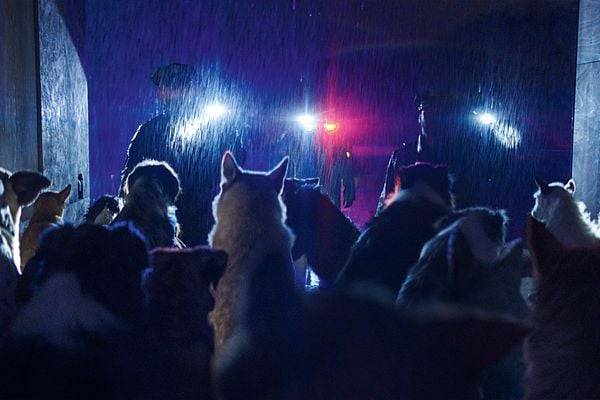 DogMan - 2-Disc Limited Collector's Edition im Mediabook - Cover A (UHD-Blu-ray + Blu-ray)