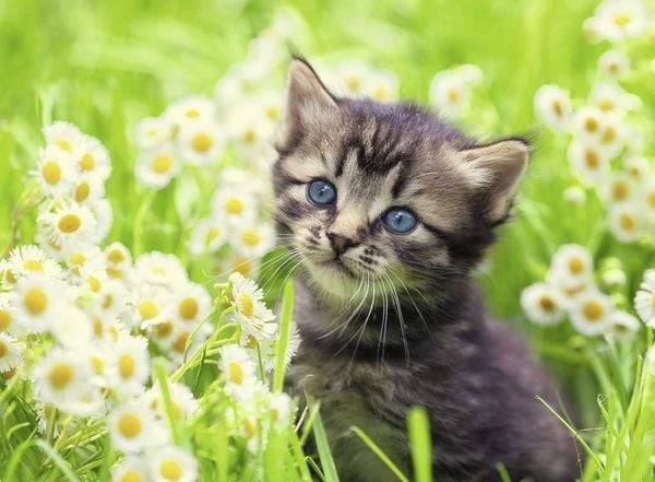 Ravensburger - Kätzchen in der Wiese, 500 Teile