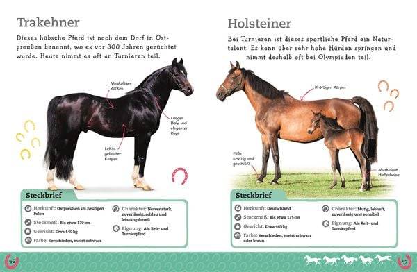 Pferde und Ponys