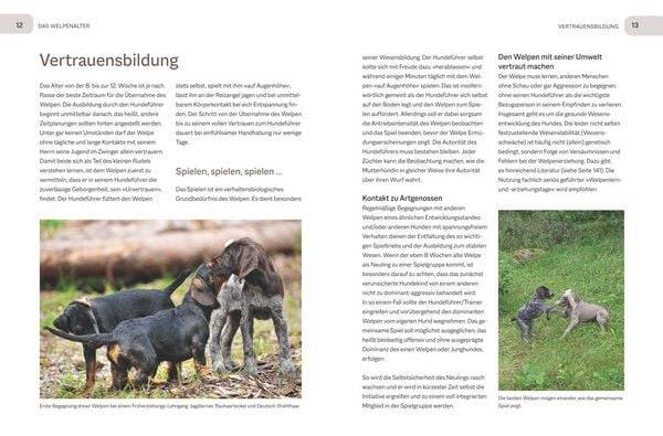 Der Jagdgebrauchshund-Jährling