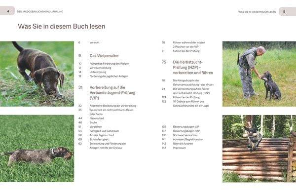 Der Jagdgebrauchshund-Jährling