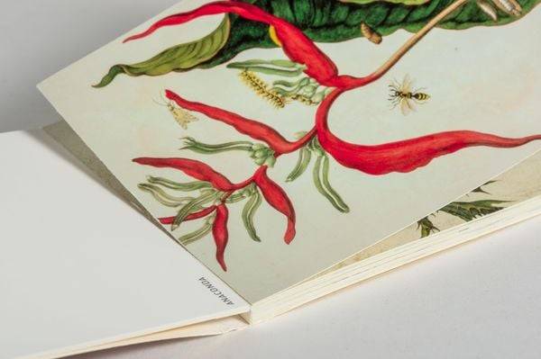 Postkarten-Set Maria Sibylla Merian