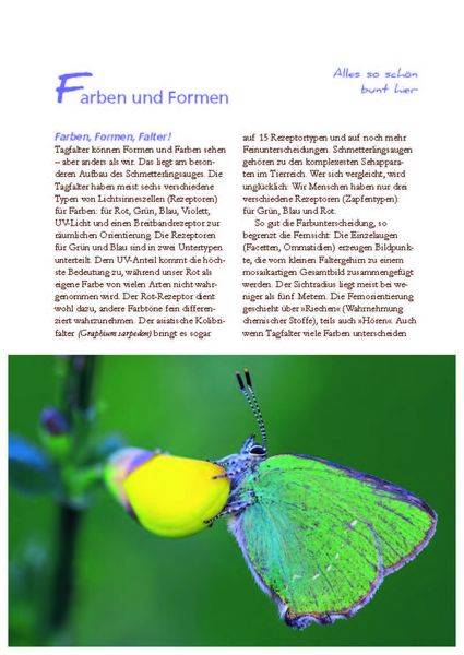 Besonders: Schmetterlinge