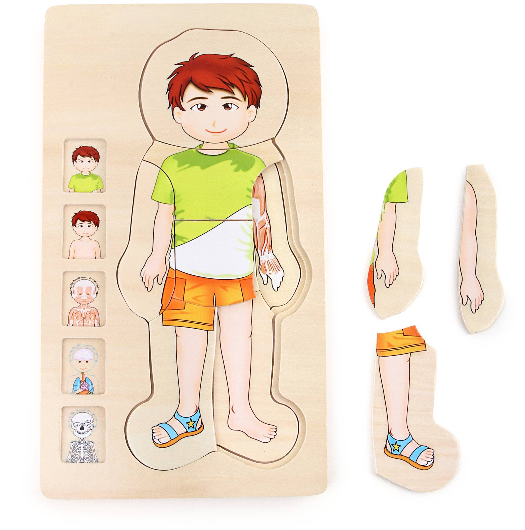 Schichtenpuzzle Anatomie Junge