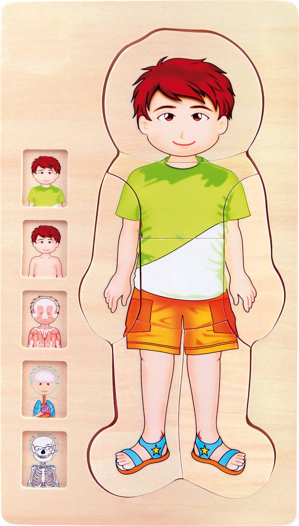 Schichtenpuzzle Anatomie Junge